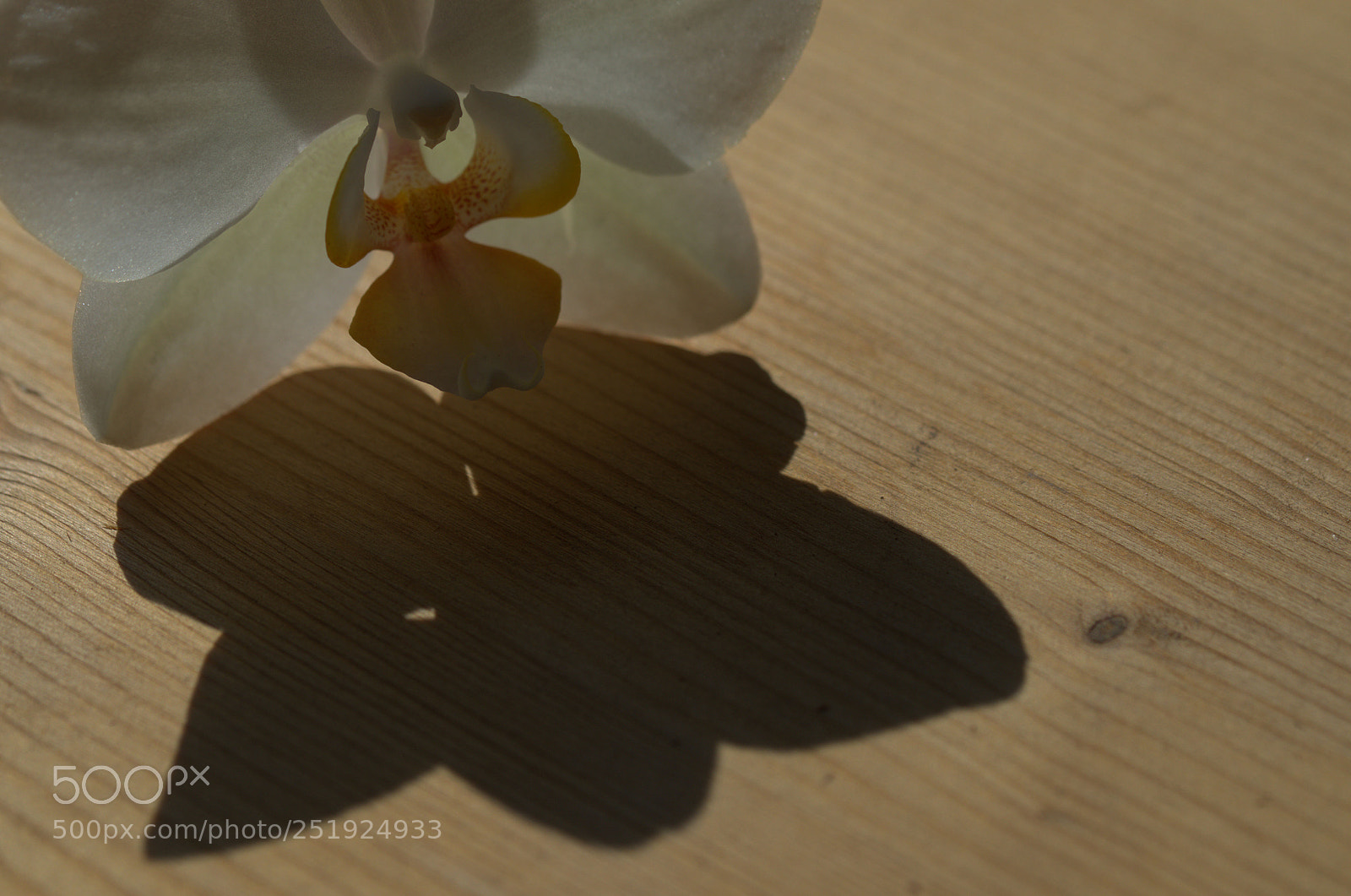 Nikon D7000 sample photo. Shadow (like a butterfly) photography