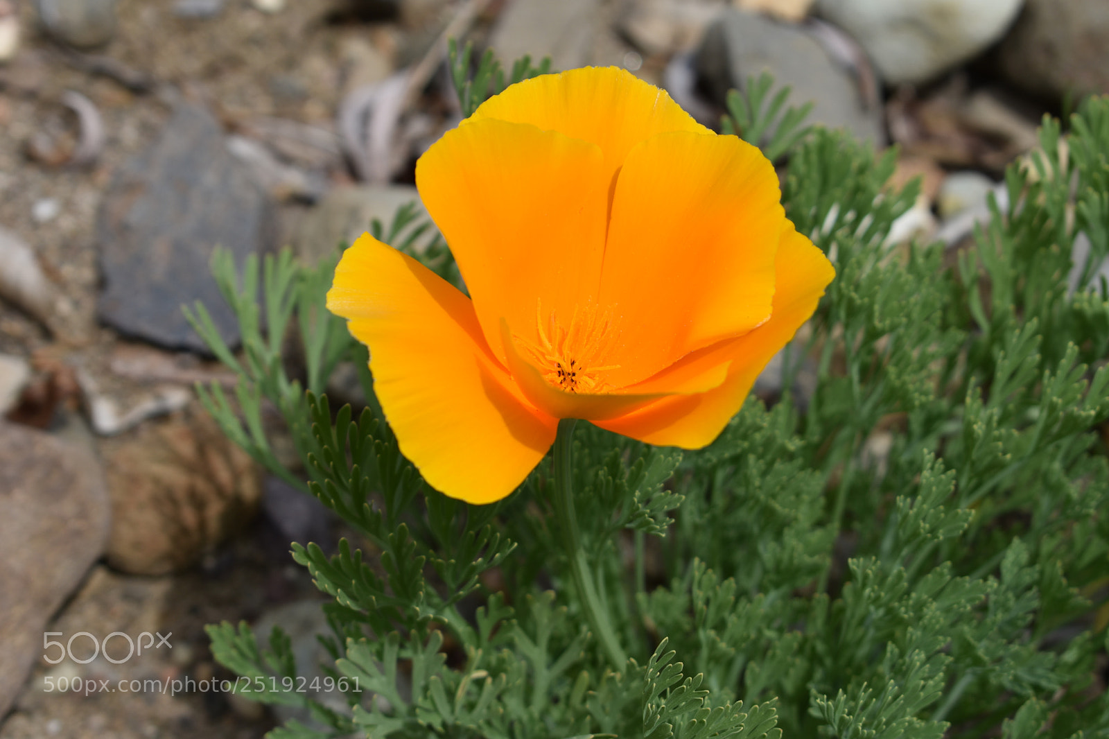 Nikon D3400 sample photo. Its the small things photography