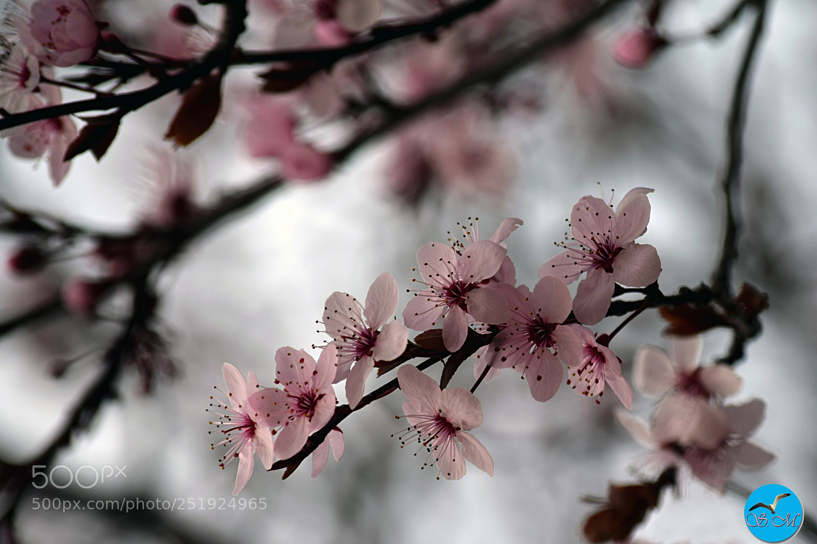Nikon D3300 sample photo. Toutes fra ches, toutes photography