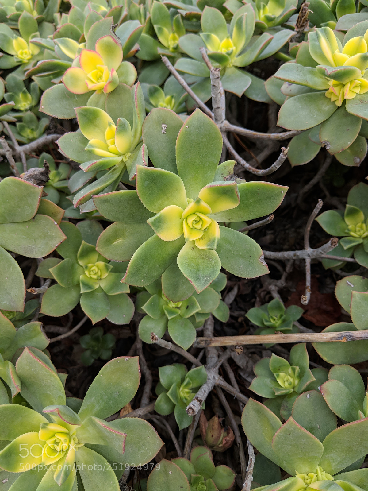 Google Pixel 2 XL sample photo. Untitled photography