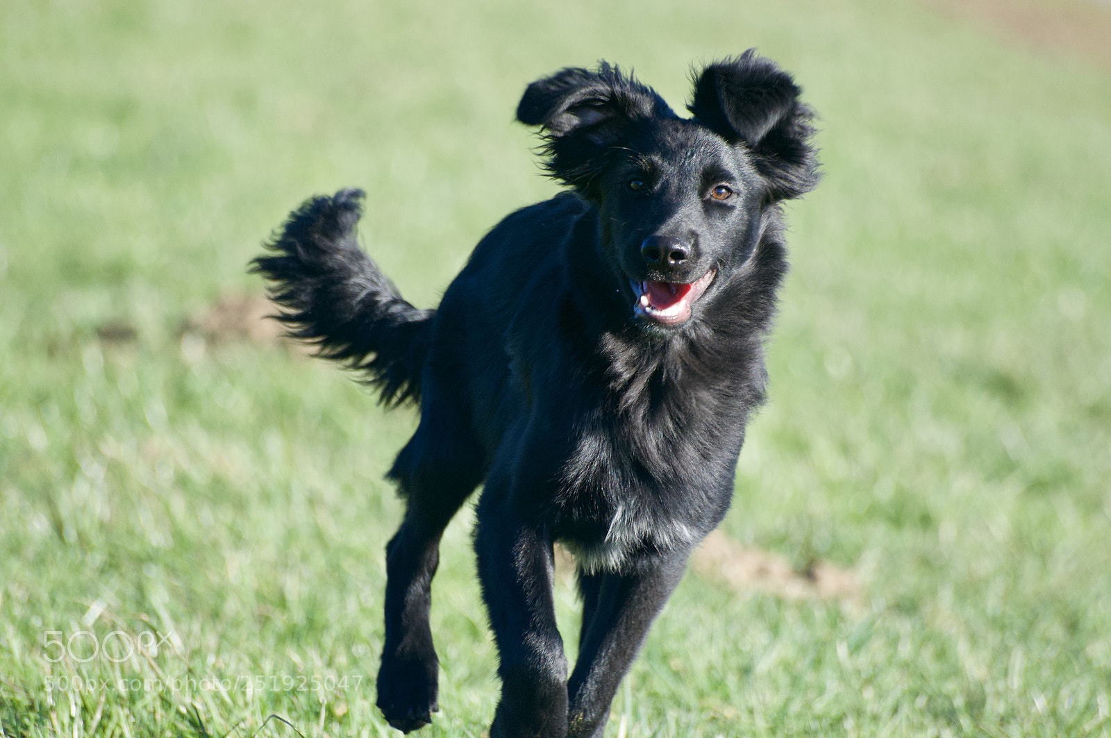 Nikon D5000 sample photo. Dog photography