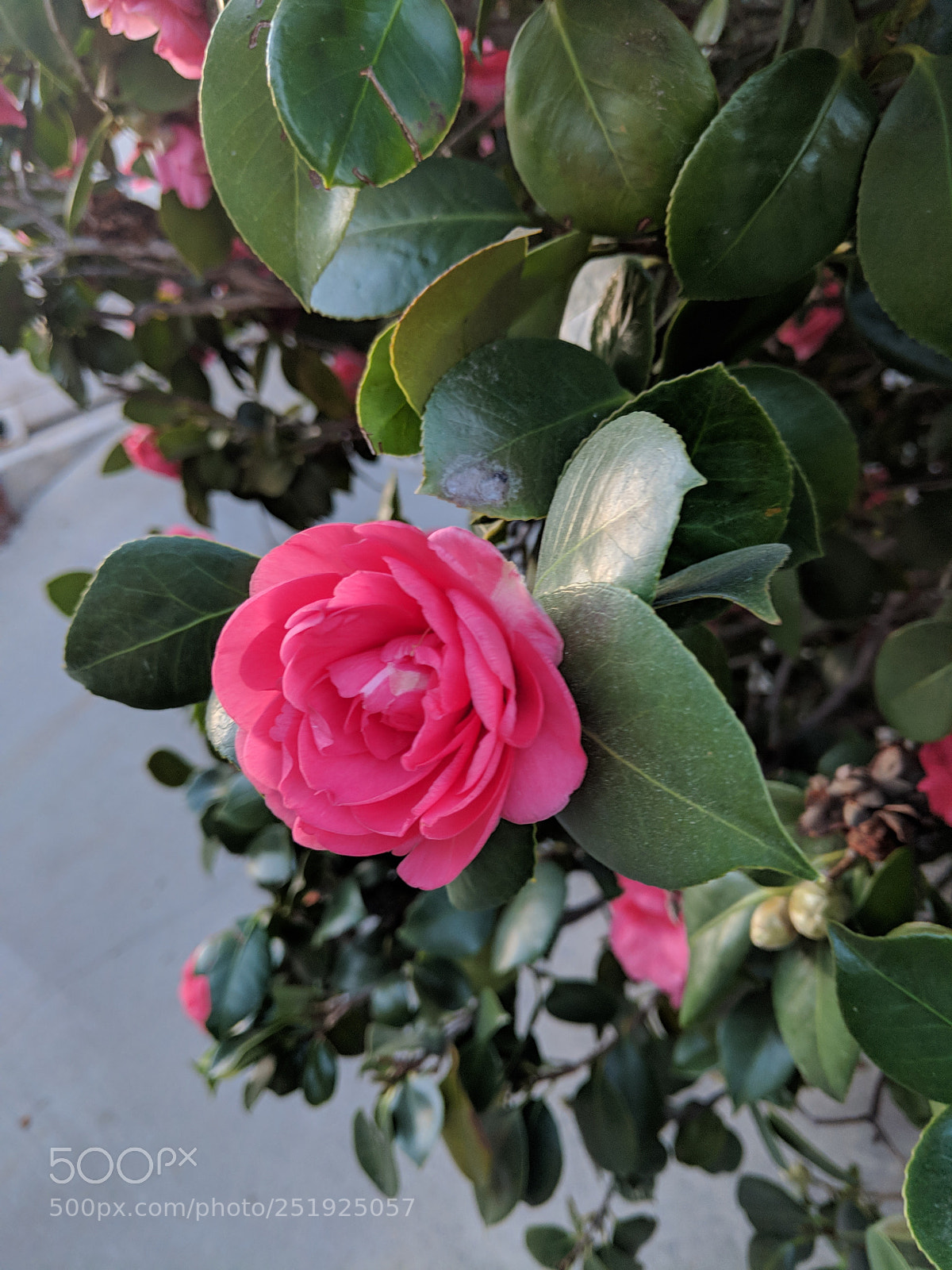 Google Pixel 2 XL sample photo. Untitled photography
