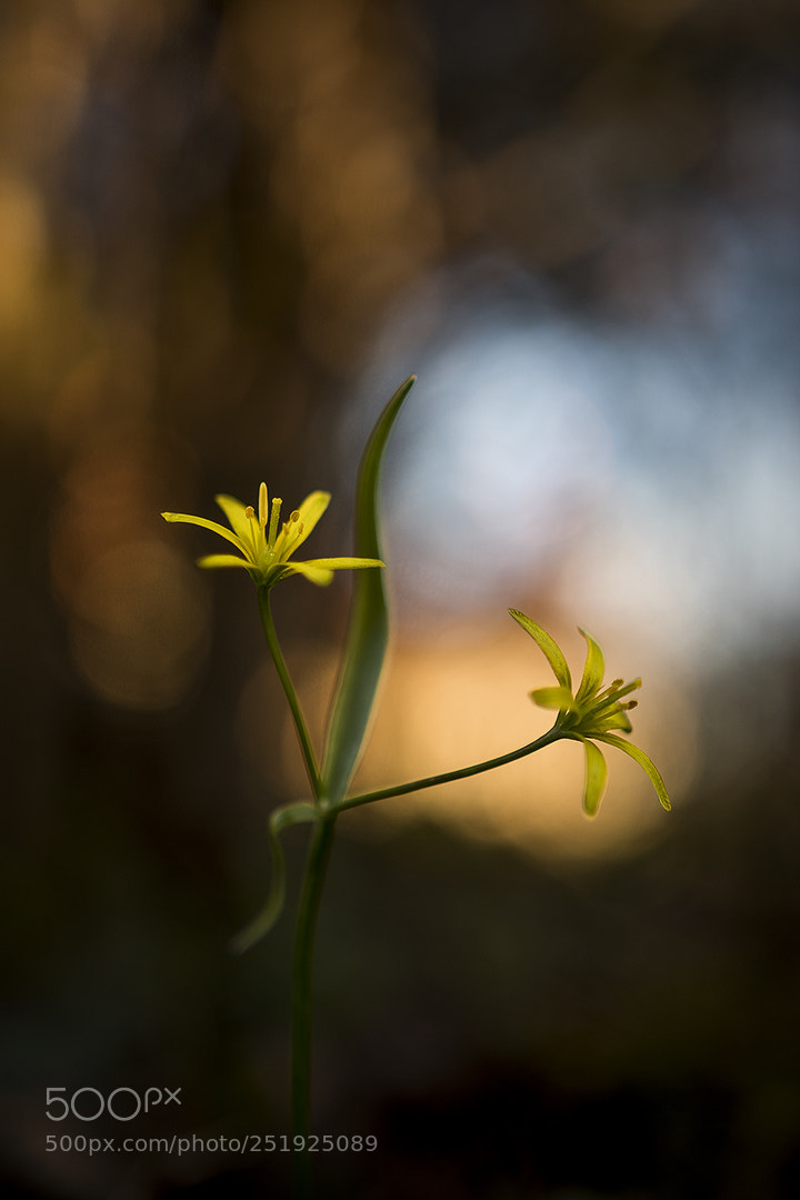 Nikon D5500 sample photo. Spring mood photography