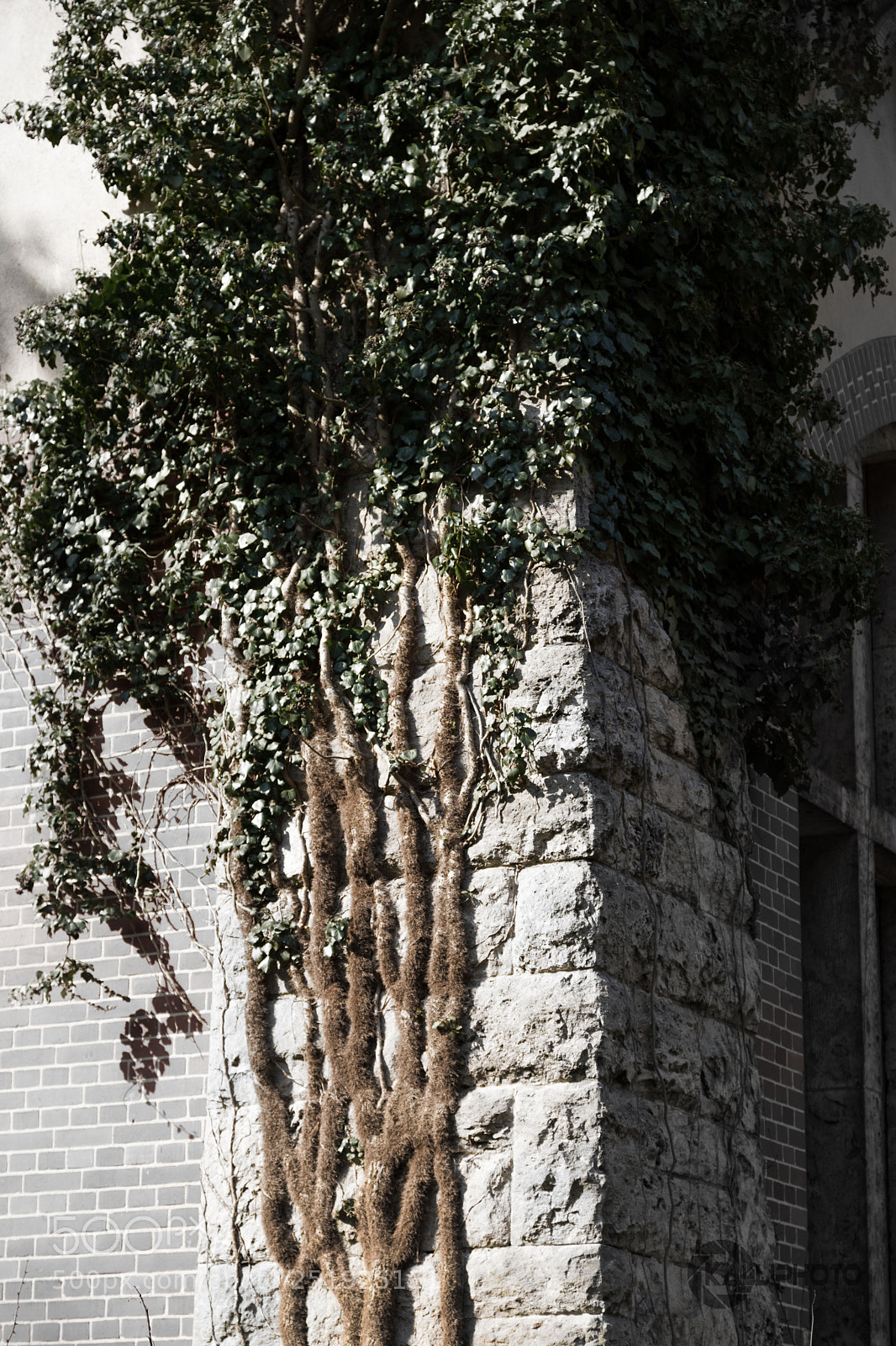 Canon EOS 5D Mark IV sample photo. Der baum, der in photography