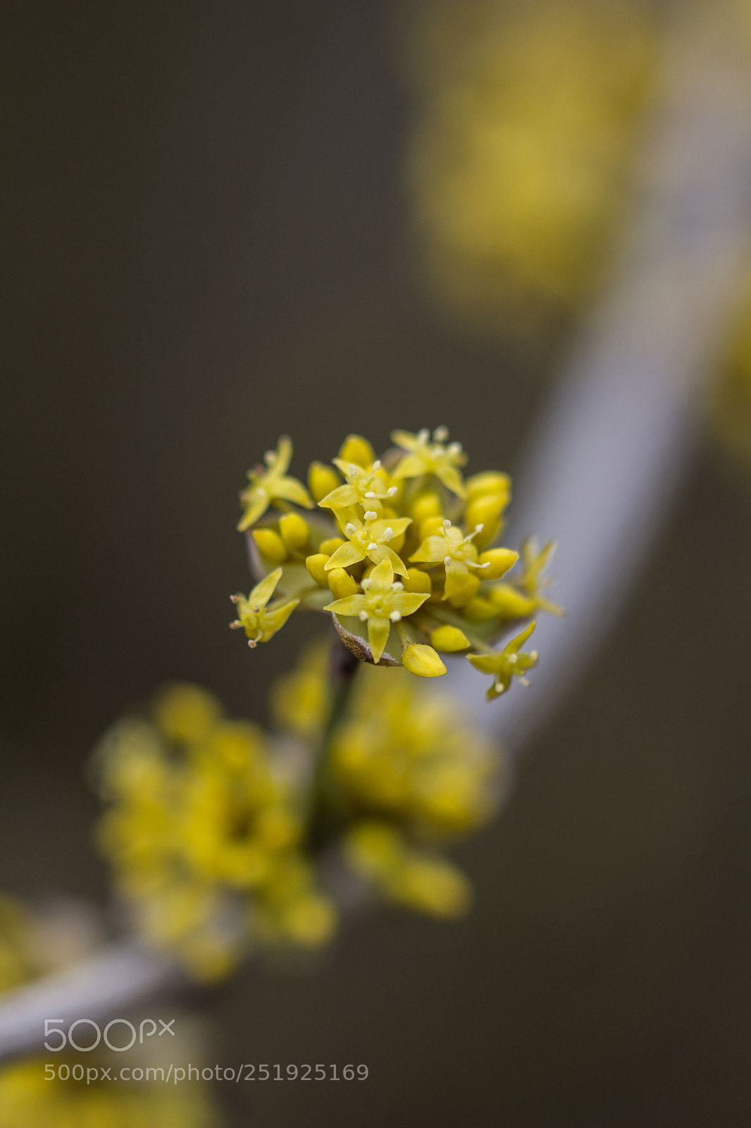 Canon EOS 700D (EOS Rebel T5i / EOS Kiss X7i) sample photo. Kornelkirsche photography