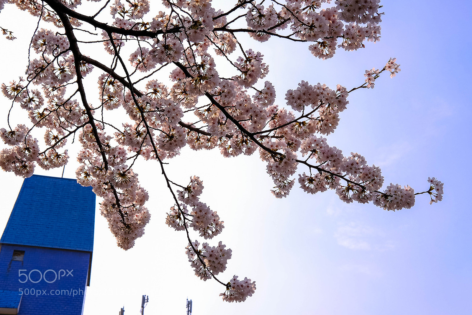 Fujifilm X-T2 sample photo. My spring photography