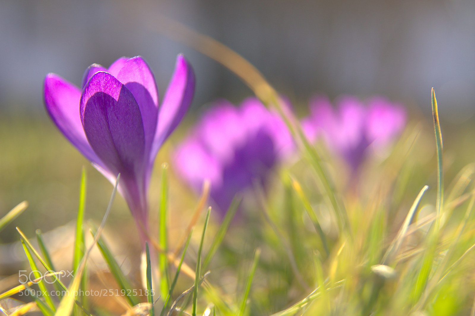 Nikon D3200 sample photo. Flower photography