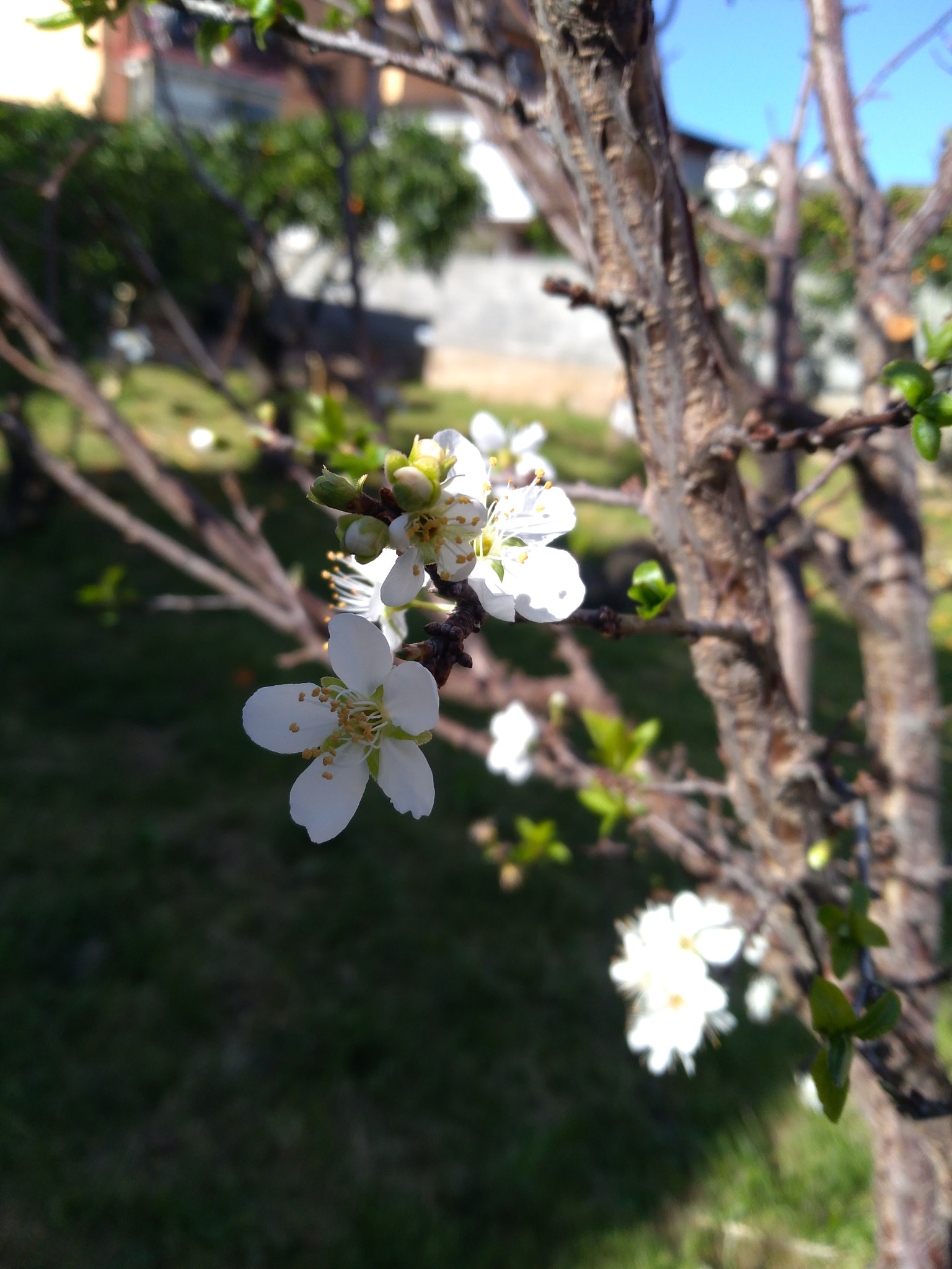 HUAWEI P9 LITE MINI sample photo