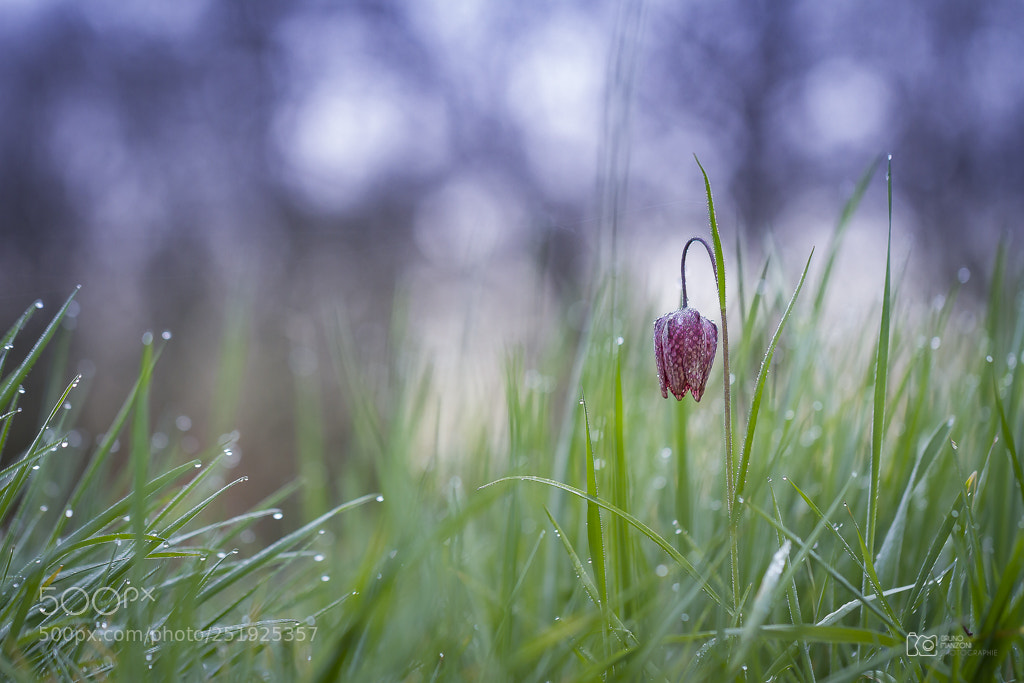 Canon EOS 7D sample photo. Fritillaire photography