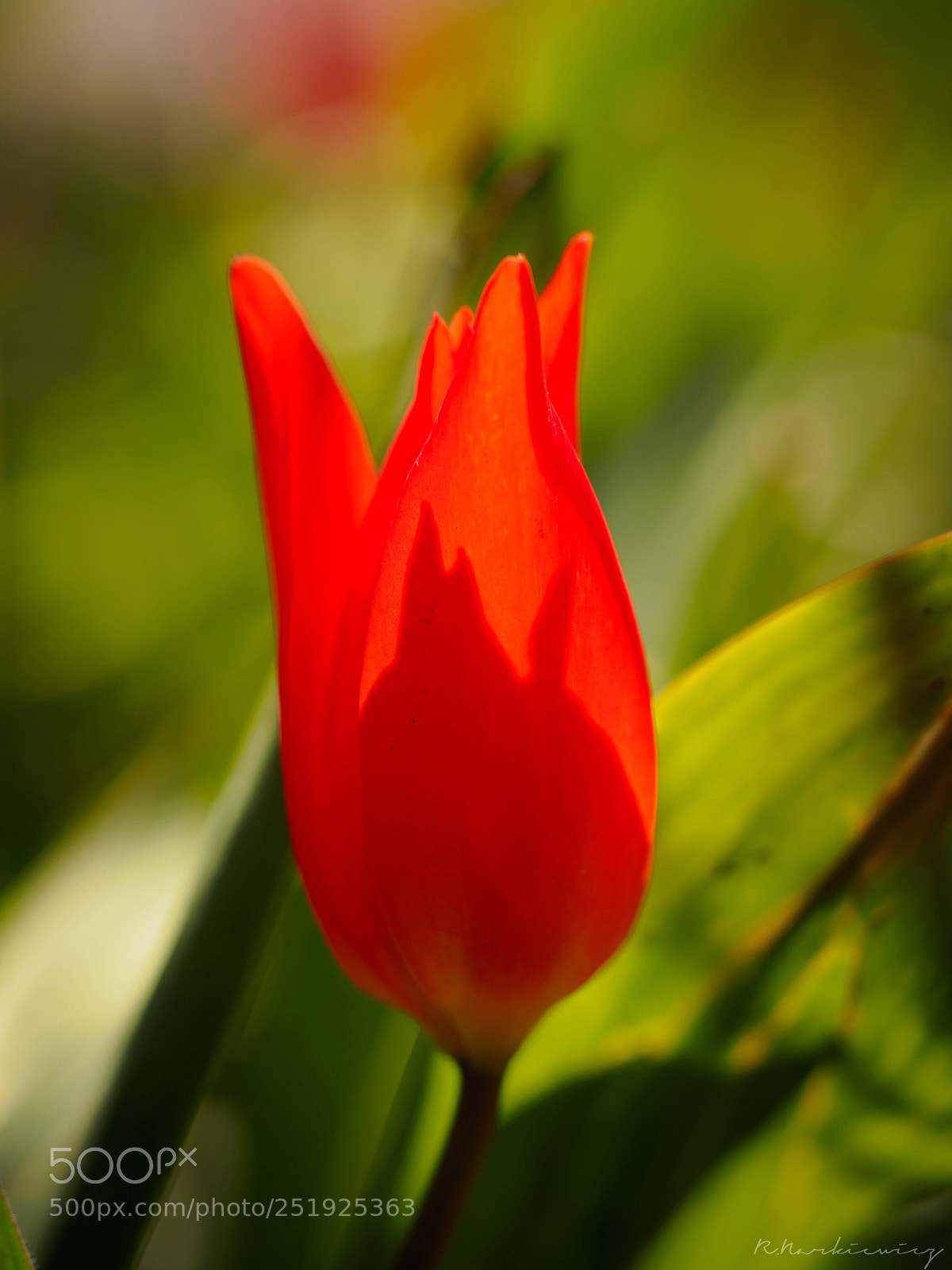 Olympus OM-D E-M5 sample photo. Flower photography