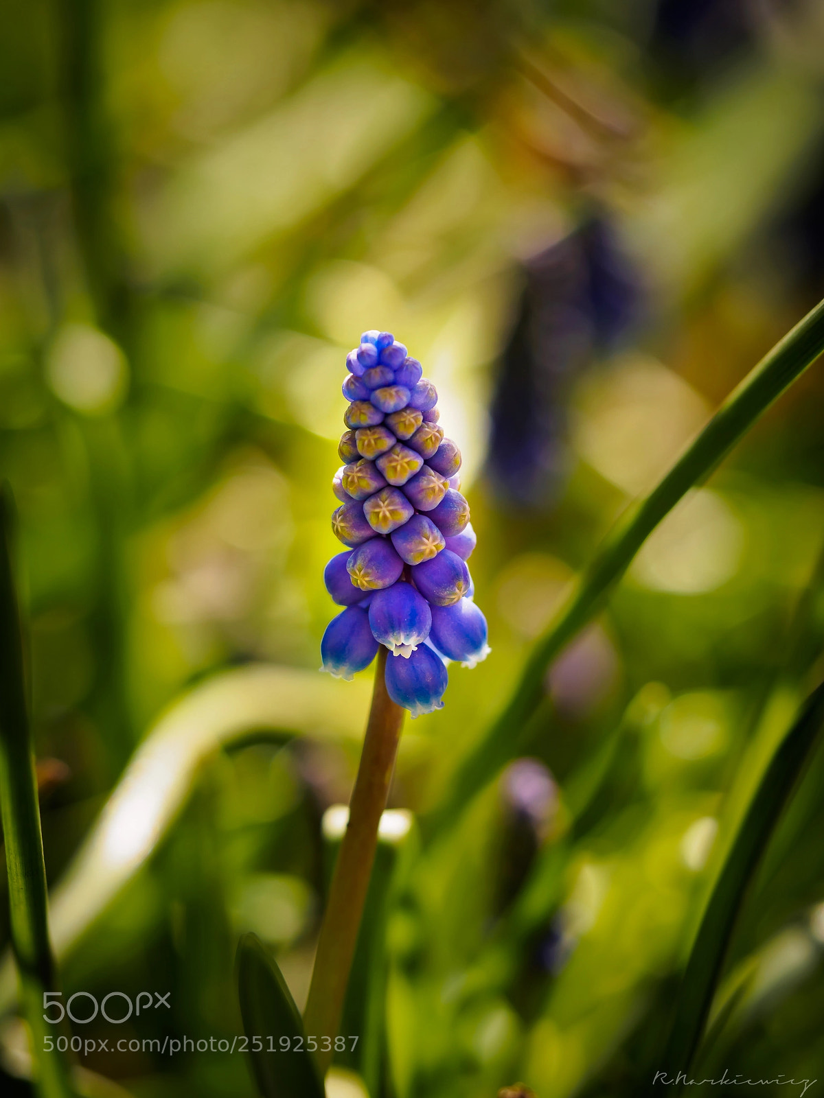 Olympus OM-D E-M5 sample photo. Flower photography