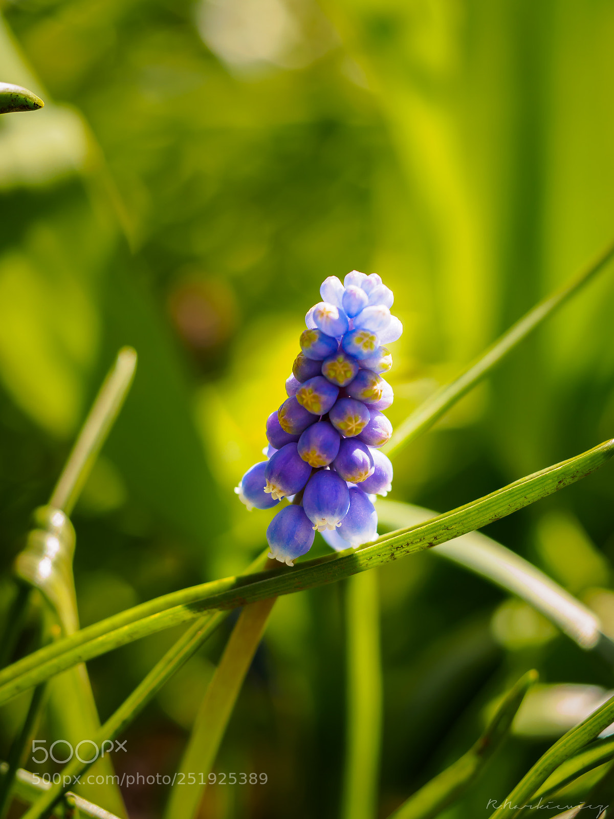 Olympus OM-D E-M5 sample photo. Flower photography