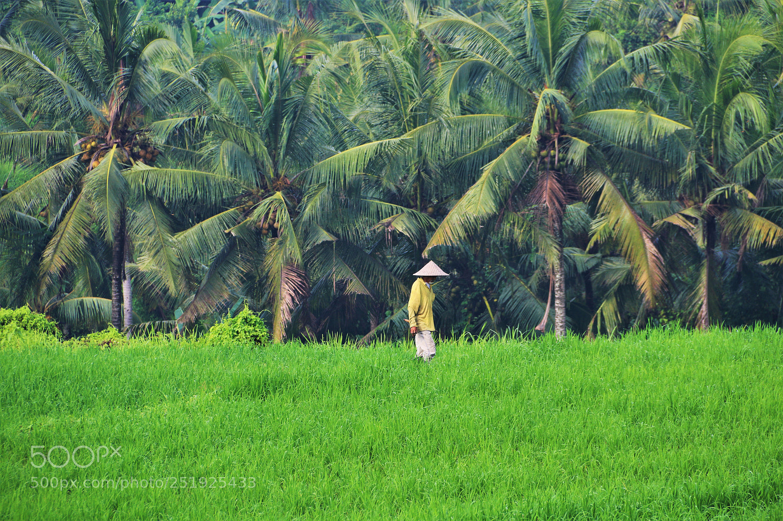 Canon EOS 70D sample photo. Rice field photography