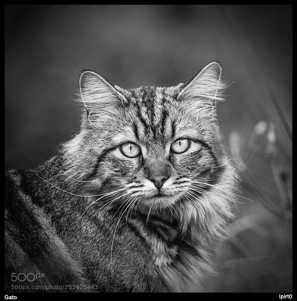 Canon EOS 7D sample photo. Gato photography