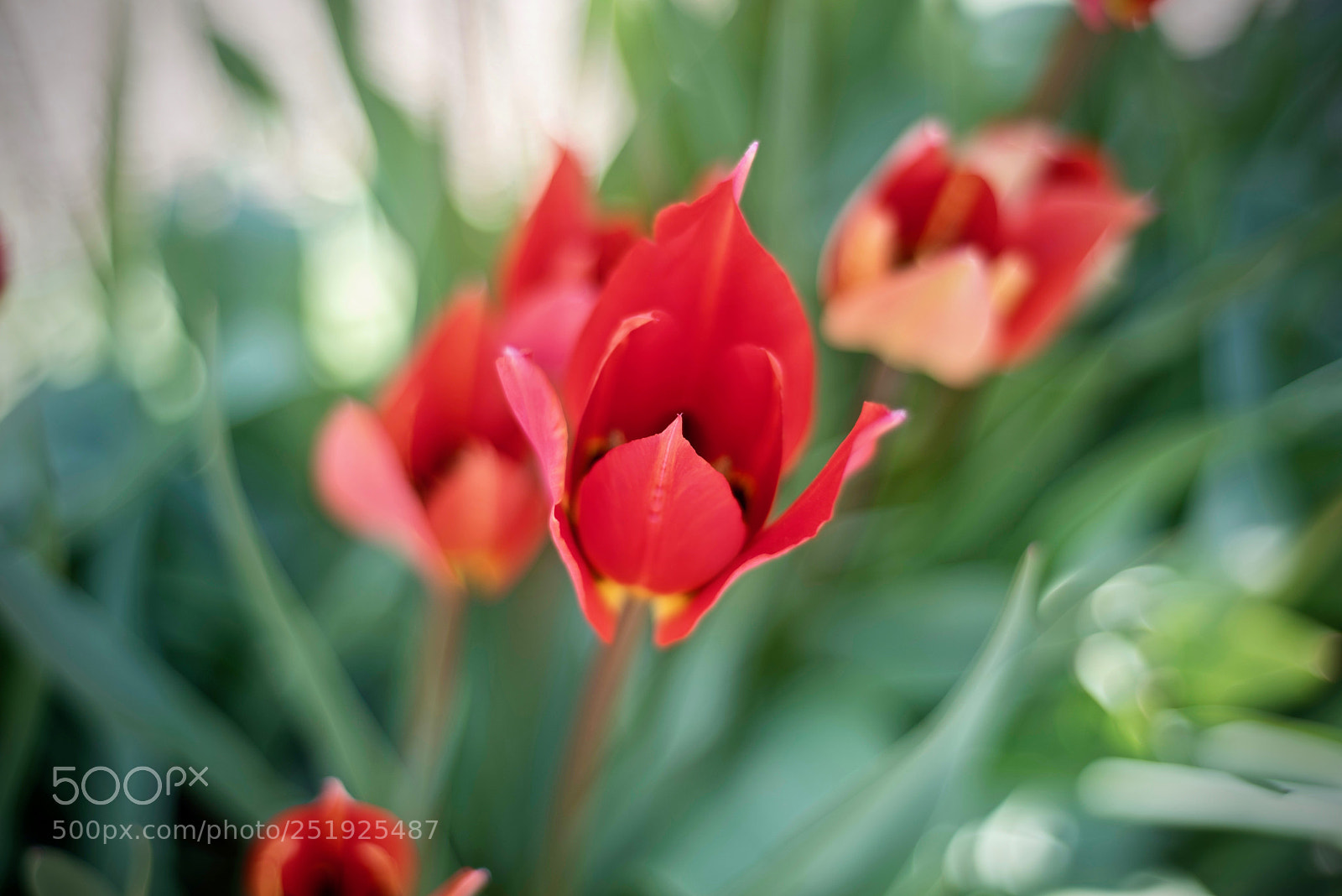 Nikon D750 sample photo. Tulip in the amazing photography