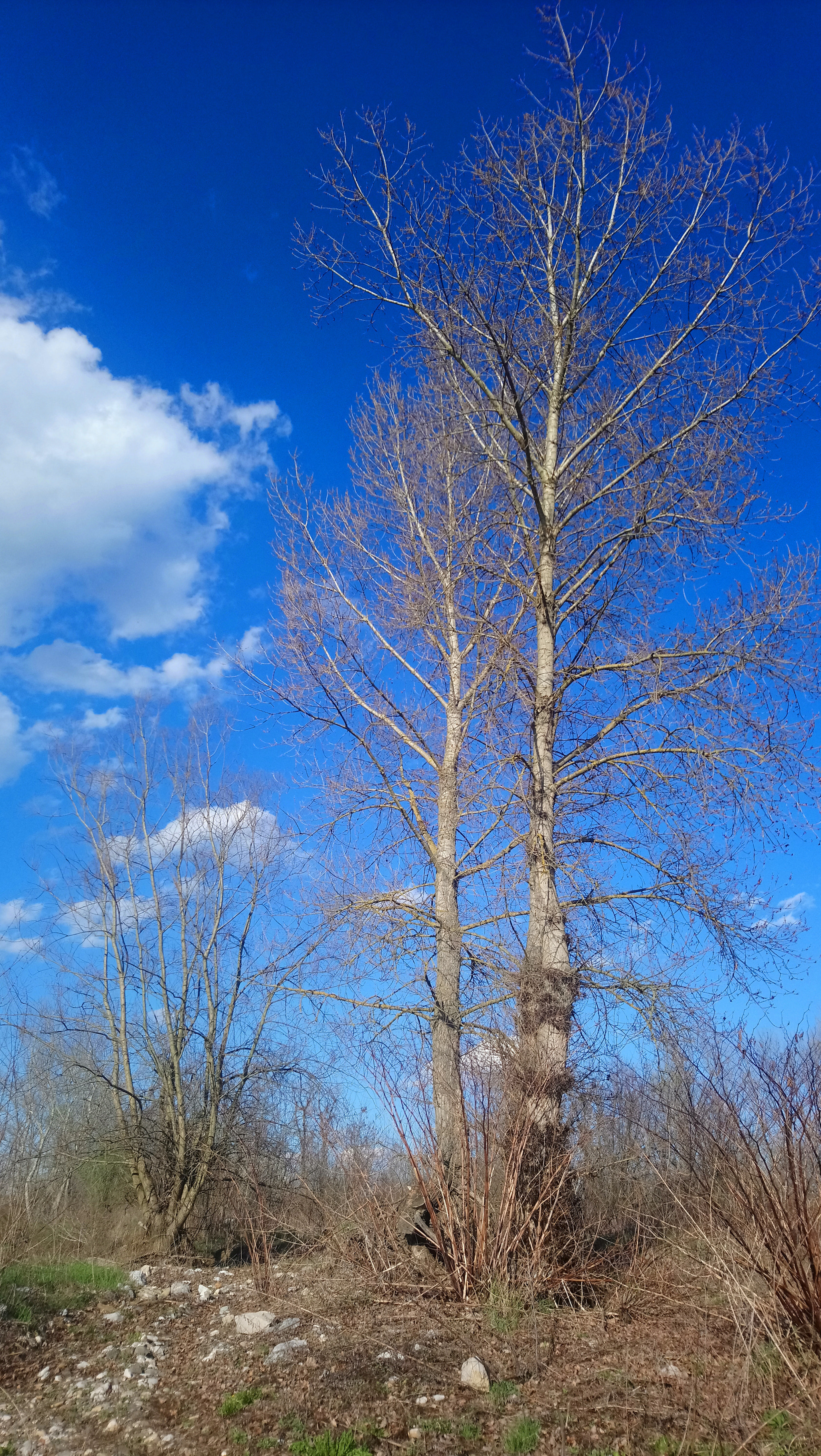 Sony Xperia XA1 Ultra sample photo. Tree... photography