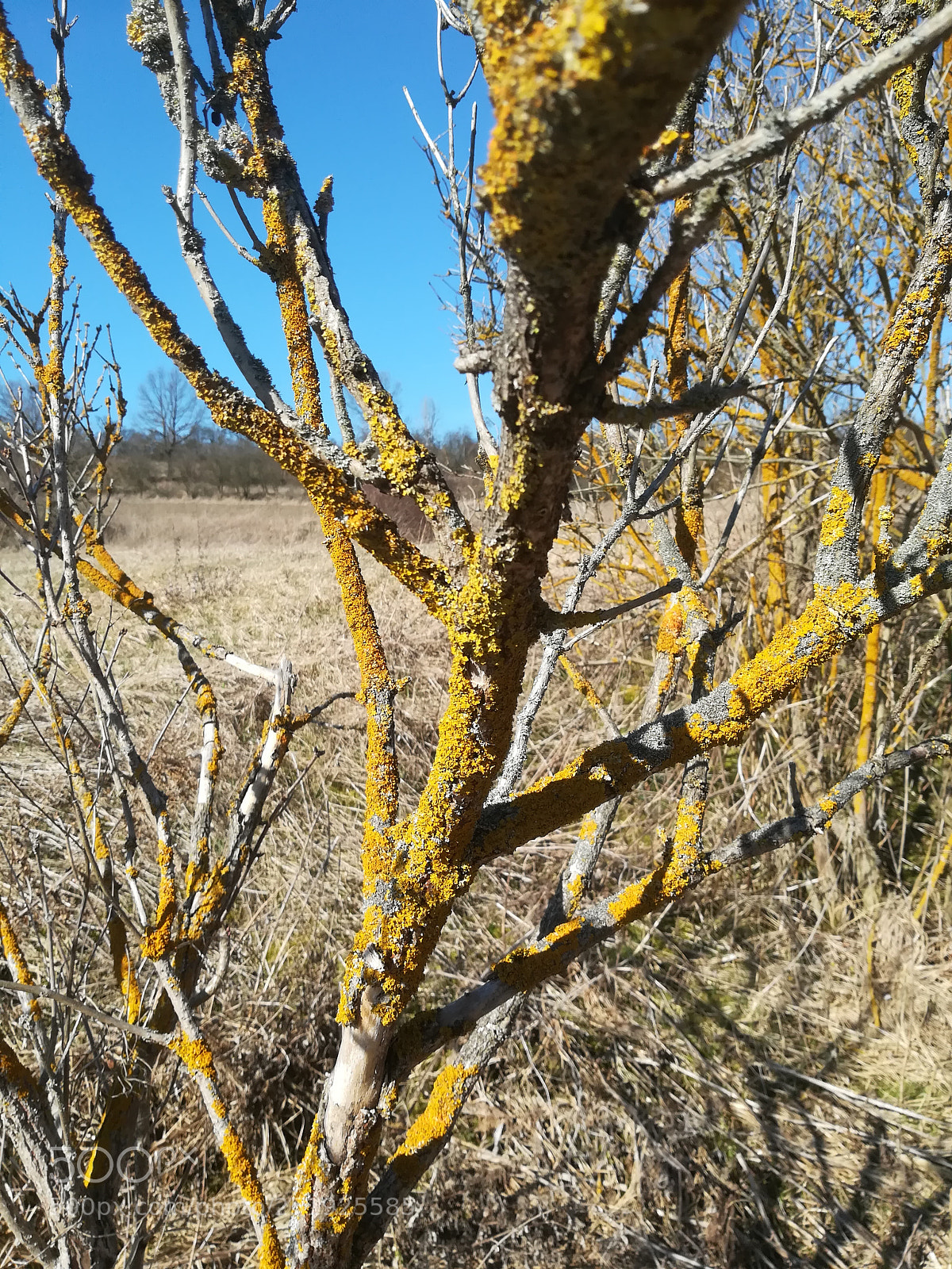 HUAWEI PRA-LX1 sample photo. Tree photography