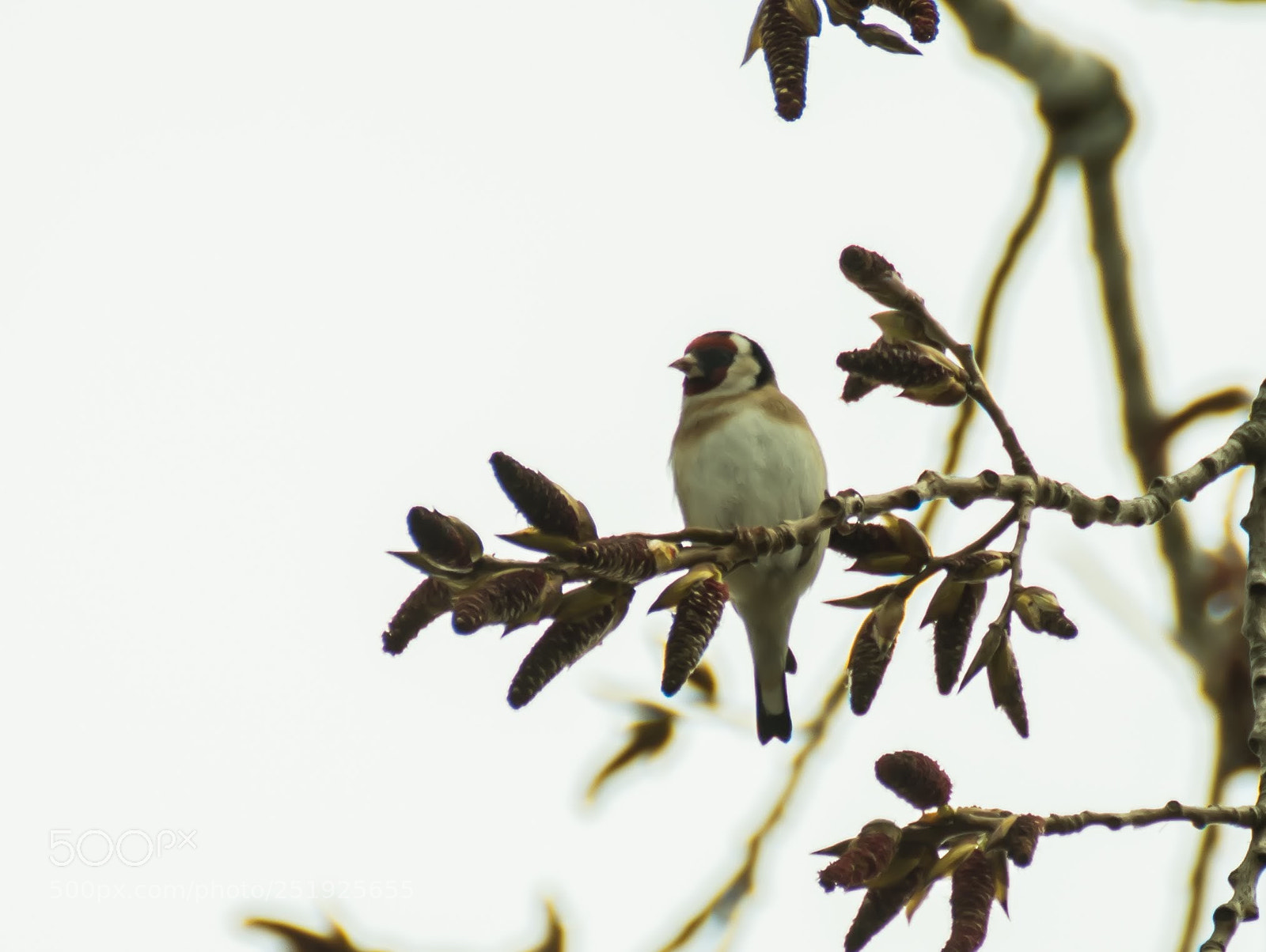 Nikon D500 sample photo. Goldfinch photography