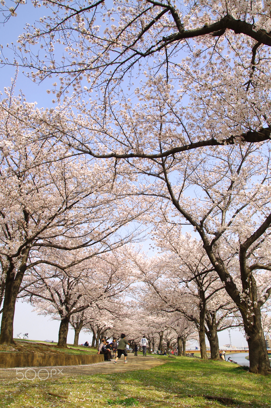 Pentax K-x sample photo. Spring life photography