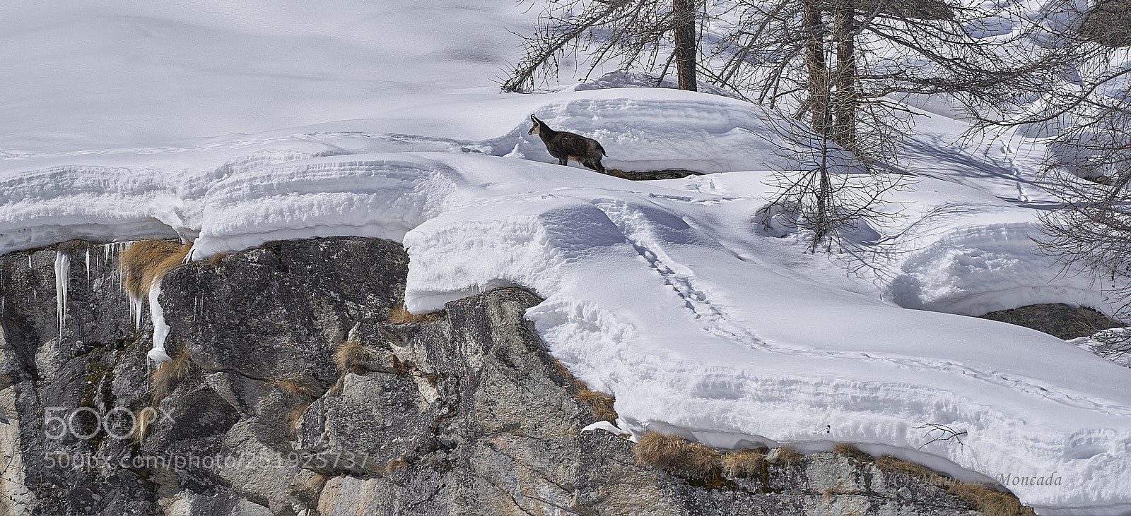 Sony a9 sample photo. Valsavarenche- aosta-italy camosci photography