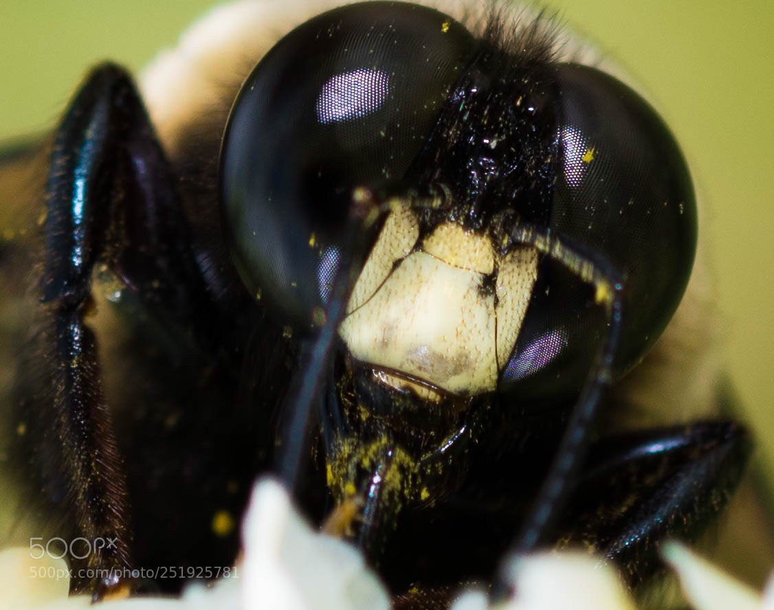 Nikon D850 sample photo. Bumblebee photography