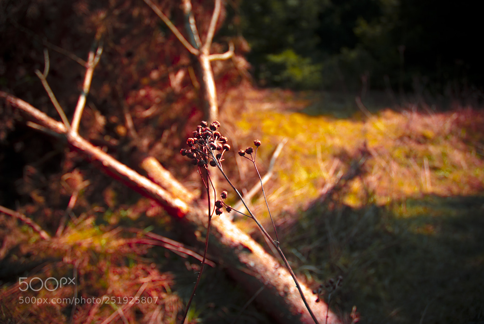Nikon D80 sample photo. Szyszkow photography