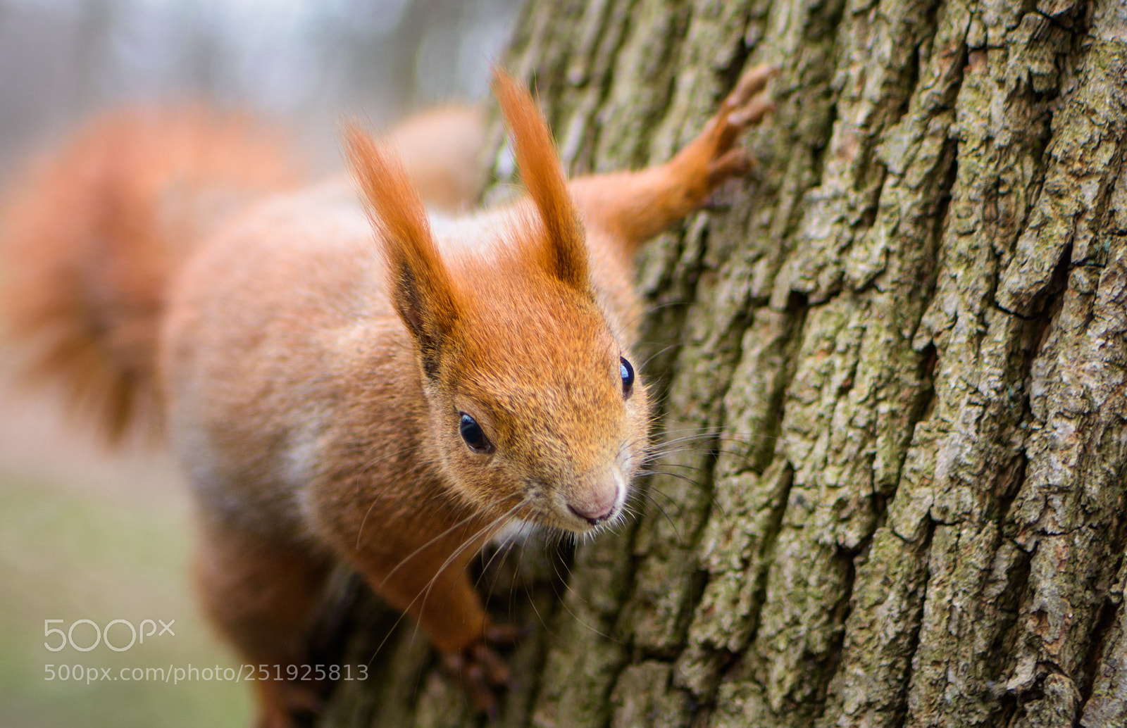 Nikon D7200 sample photo. Squirrel attack photography