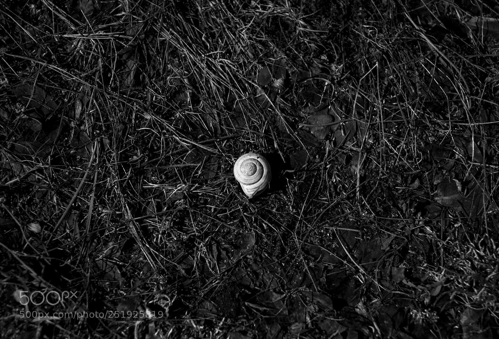 Nikon D80 sample photo. Szyszkow photography