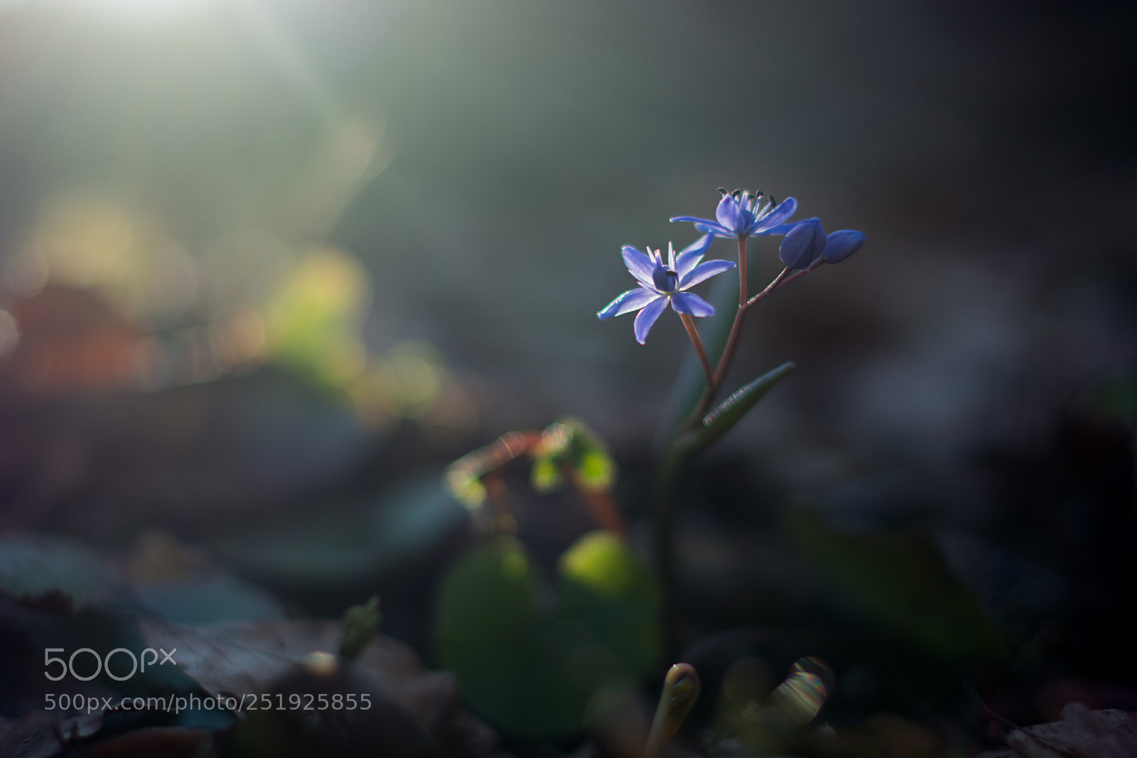 Nikon D5200 sample photo. Last rays on a photography