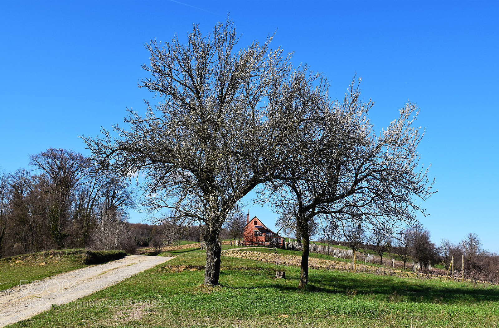 Nikon D3300 sample photo. Proljeće na brijegu photography