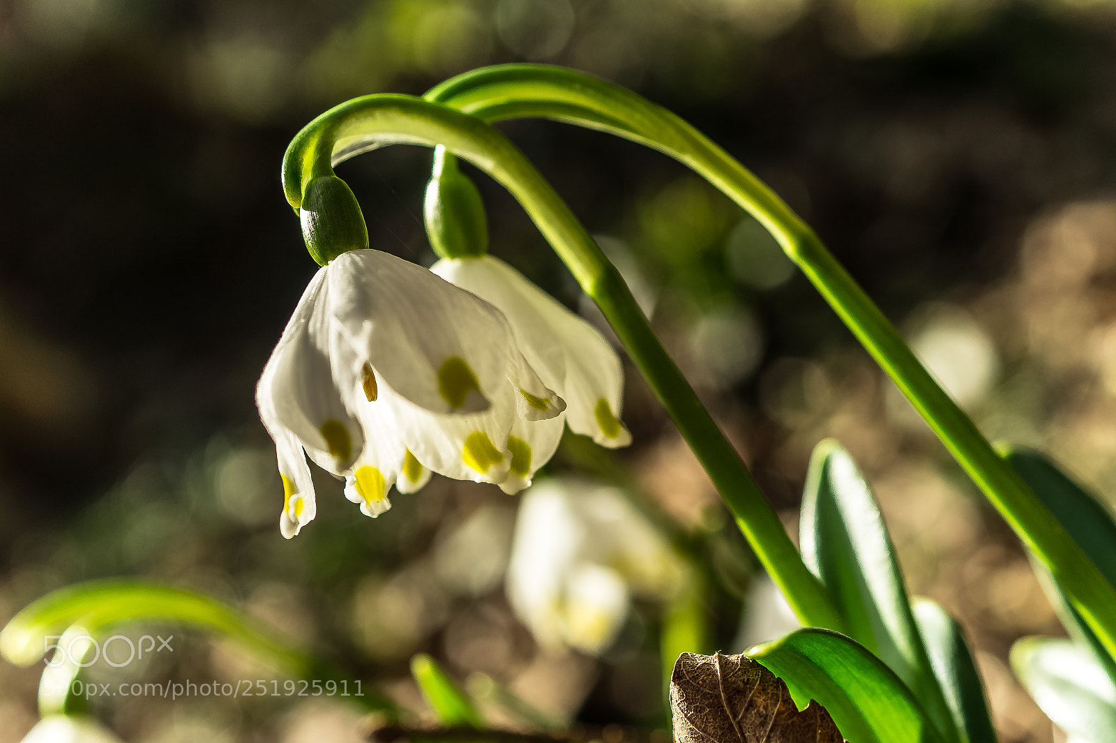 Sony SLT-A58 sample photo. *** leucojum vernum *** photography