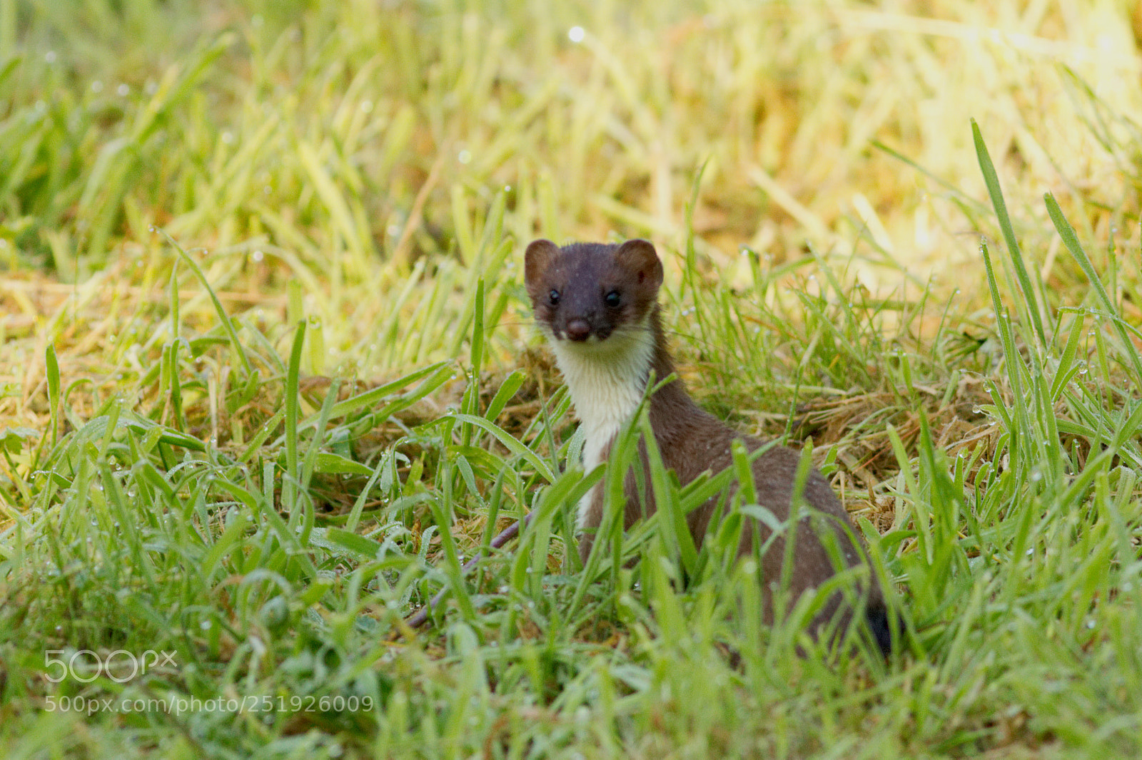 Canon EOS 60D sample photo. Stoat photography