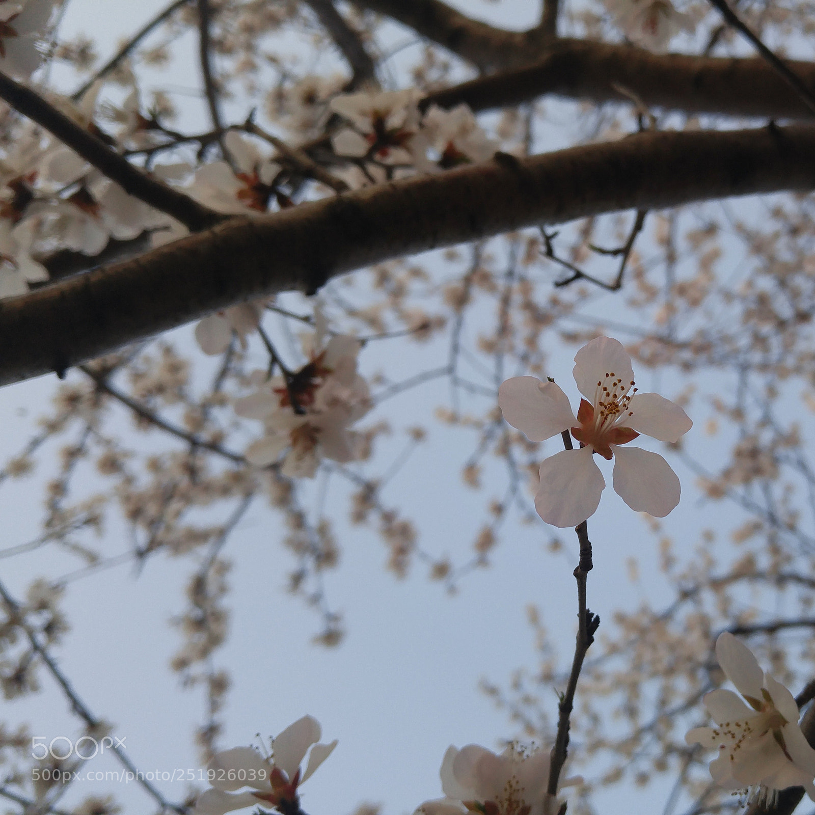 LG G4 sample photo. Untitled photography