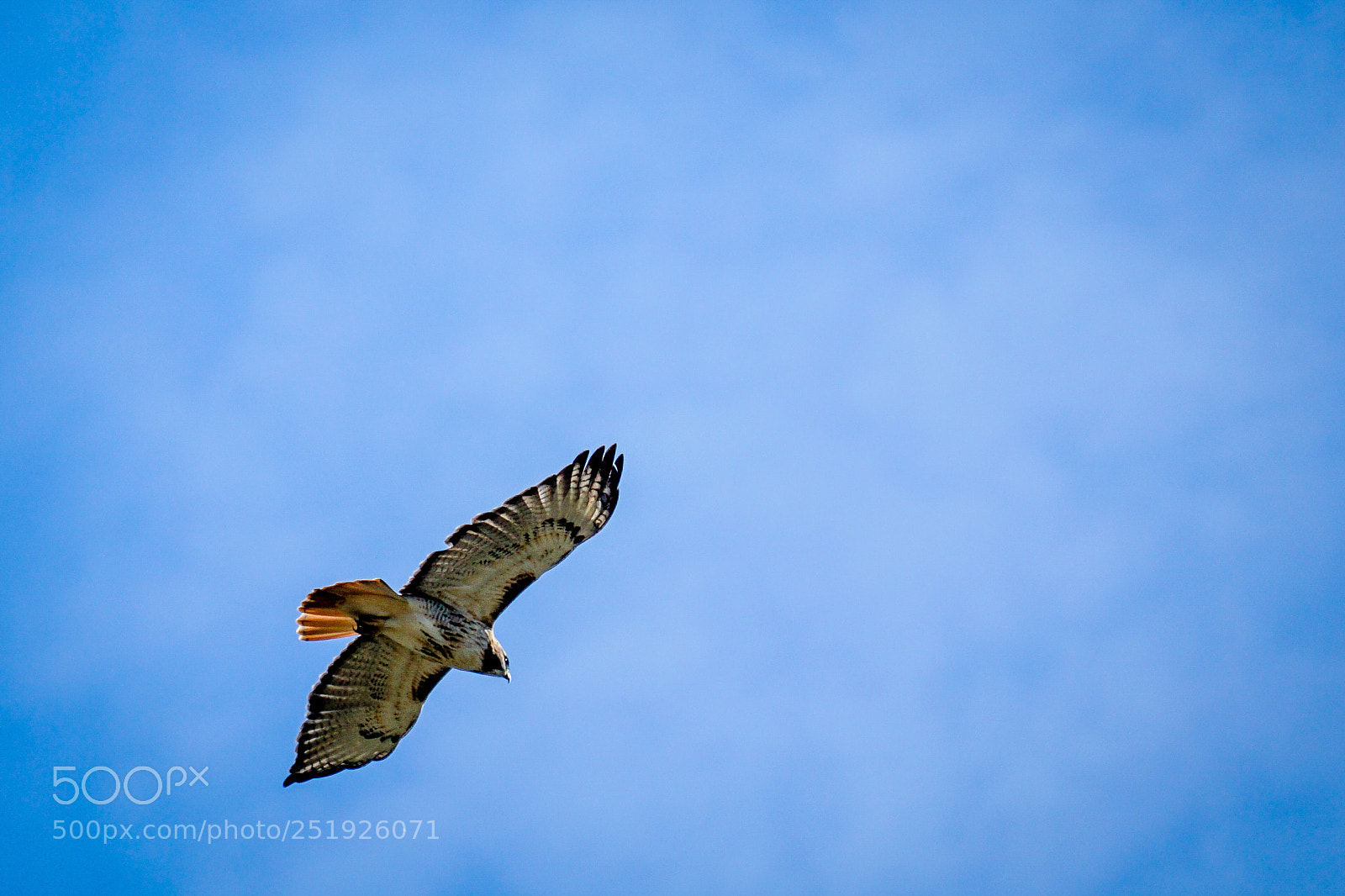 Sony a6000 sample photo. Red-tailed hawk photography