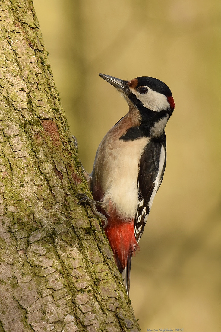 Nikon D5300 + Tamron SP 150-600mm F5-6.3 Di VC USD sample photo. Great spotted woodpecker photography