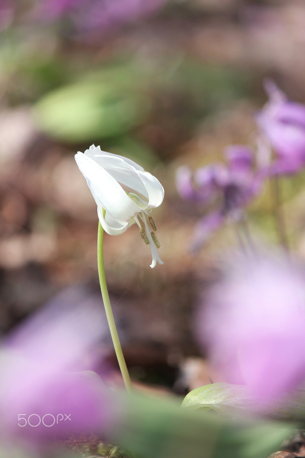 Canon EF-S 55-250mm F4-5.6 IS II sample photo. White fairy photography