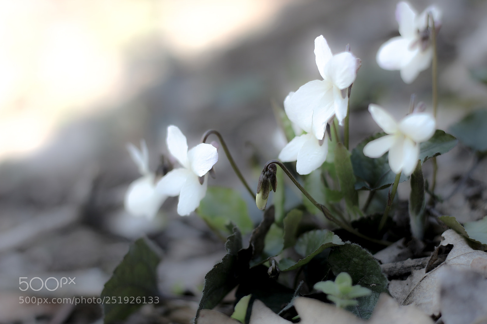 Canon EOS 700D (EOS Rebel T5i / EOS Kiss X7i) sample photo. White news photography