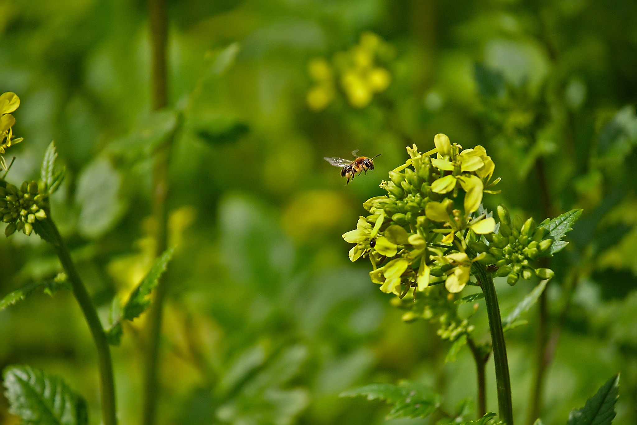 Panasonic Lumix DMC-GM1 sample photo. 2018 04 02 bee, mustard flower.jpg photography