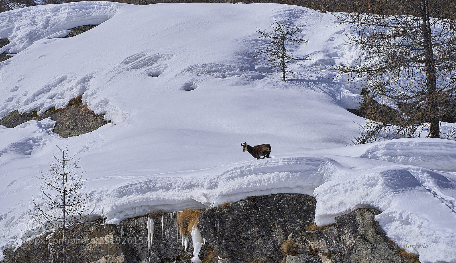 Sony a9 sample photo. Valsavarenche- aosta-italy camosci photography