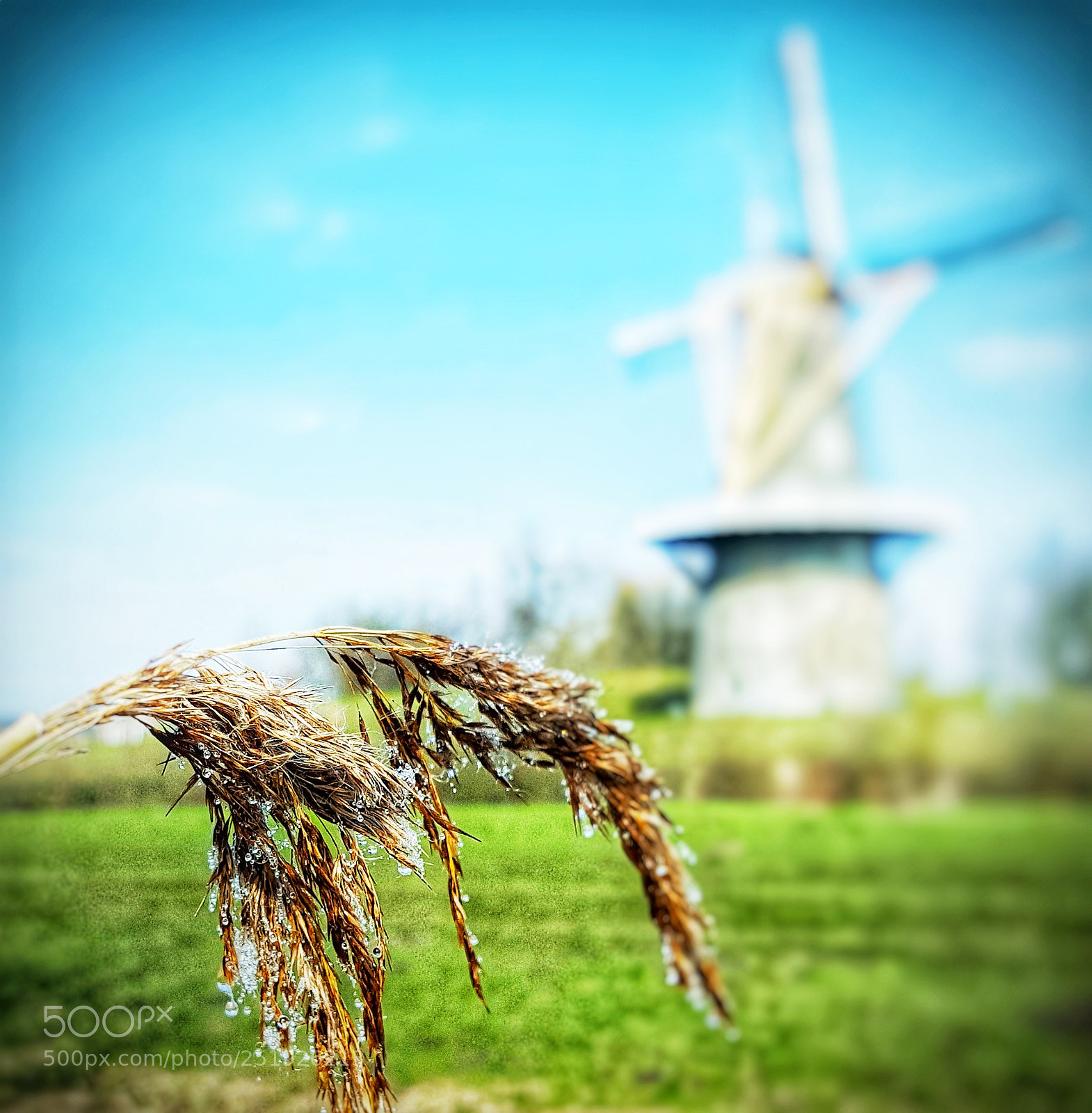 Samsung Galaxy S6 sample photo. • sunny spring morning • photography