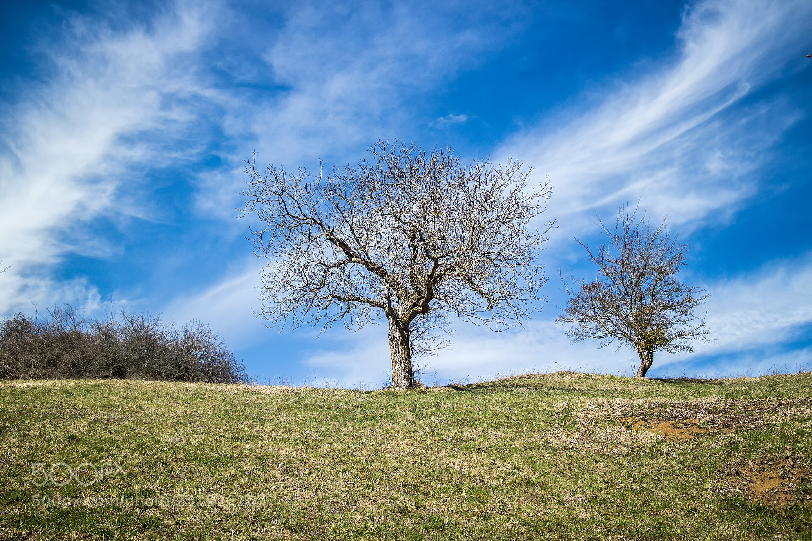 Canon EOS M10 sample photo. Trees in hegau district photography
