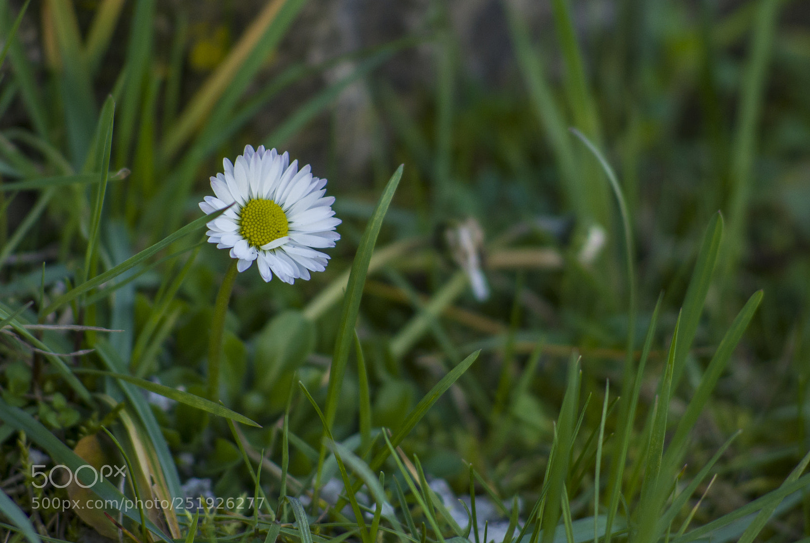 Nikon D7000 sample photo. T photography