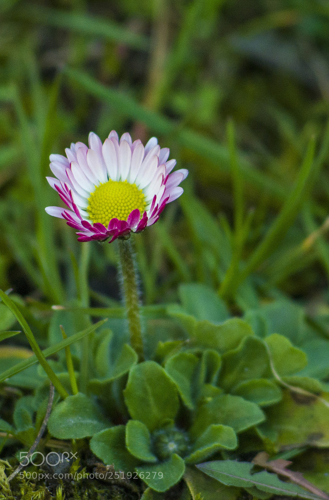 Nikon D7000 sample photo. Z photography