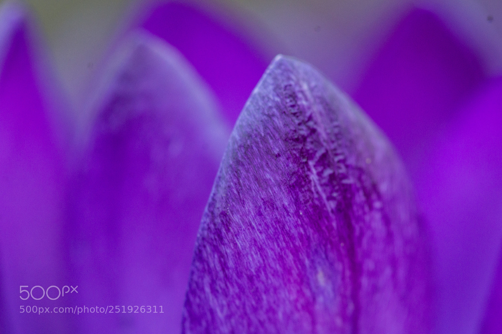 Sony SLT-A77 sample photo. Flowerpart photography