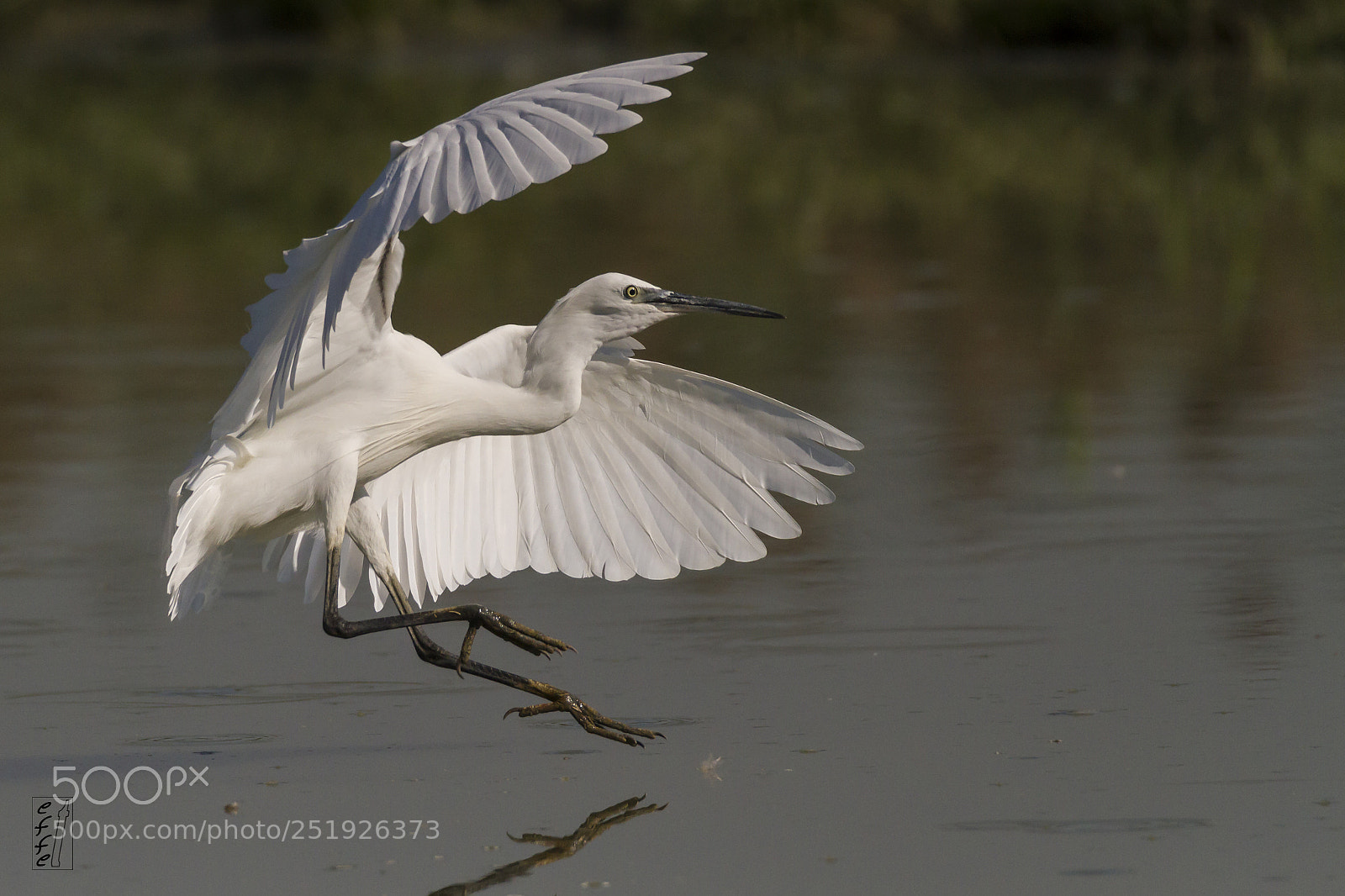 Canon EOS 7D sample photo. Egretta garzetta photography
