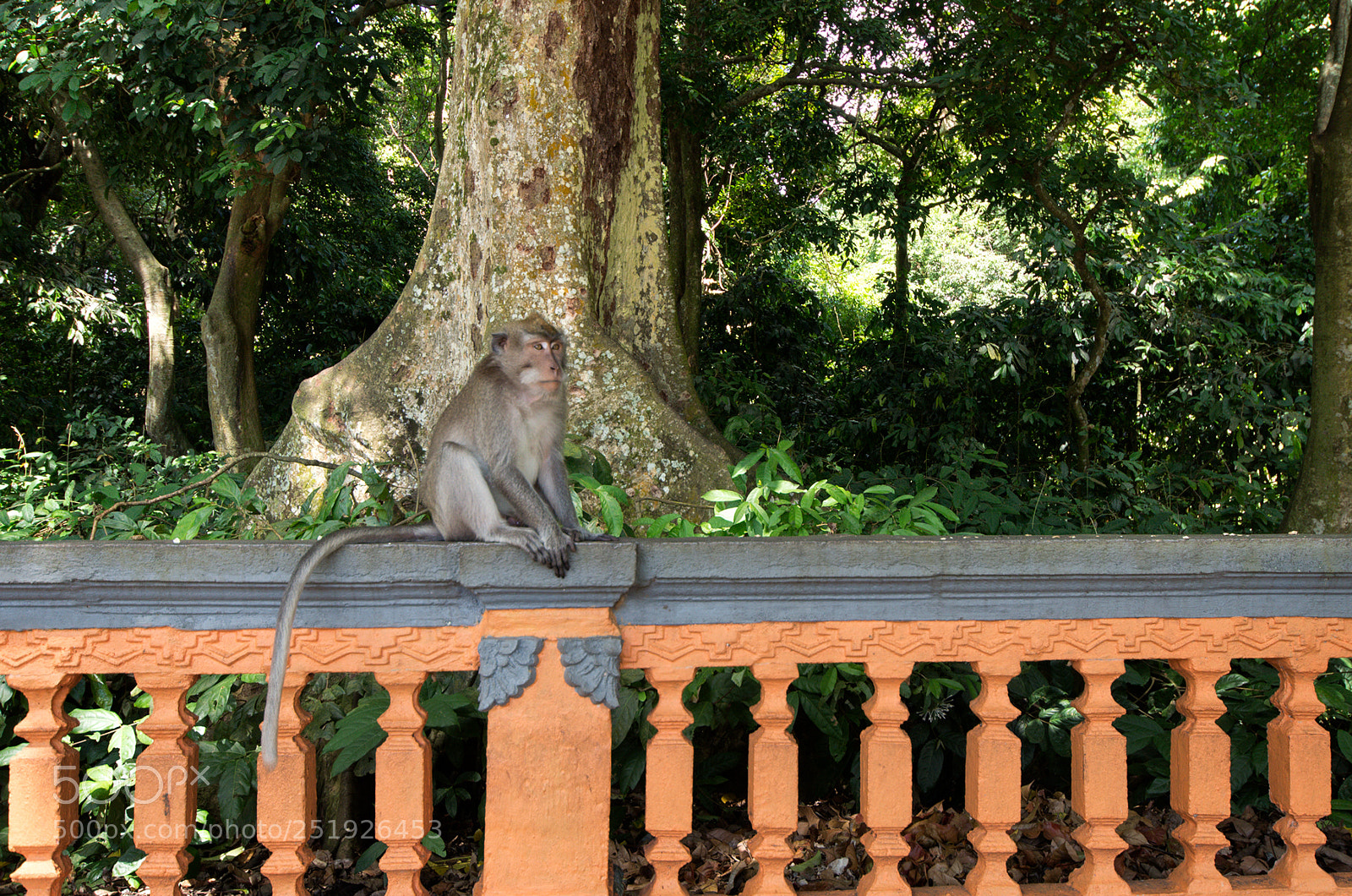 Pentax K-5 II sample photo. Macaque photography