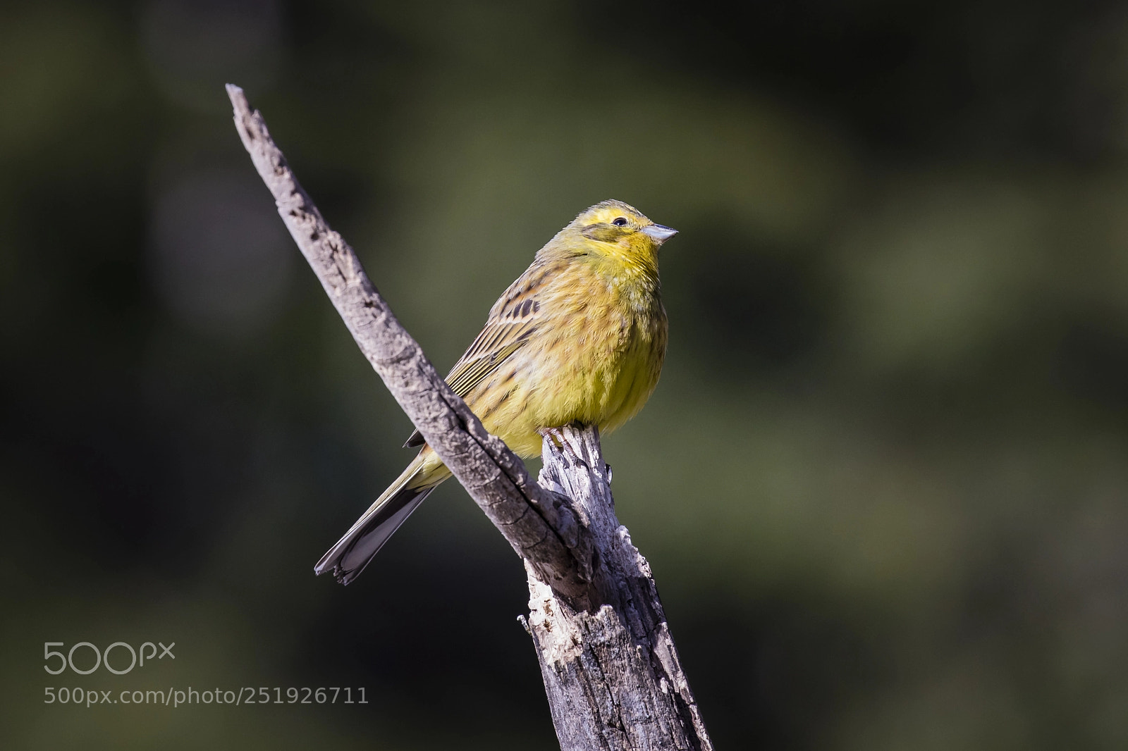 Canon EOS 5D Mark IV sample photo. Mr yellow photography