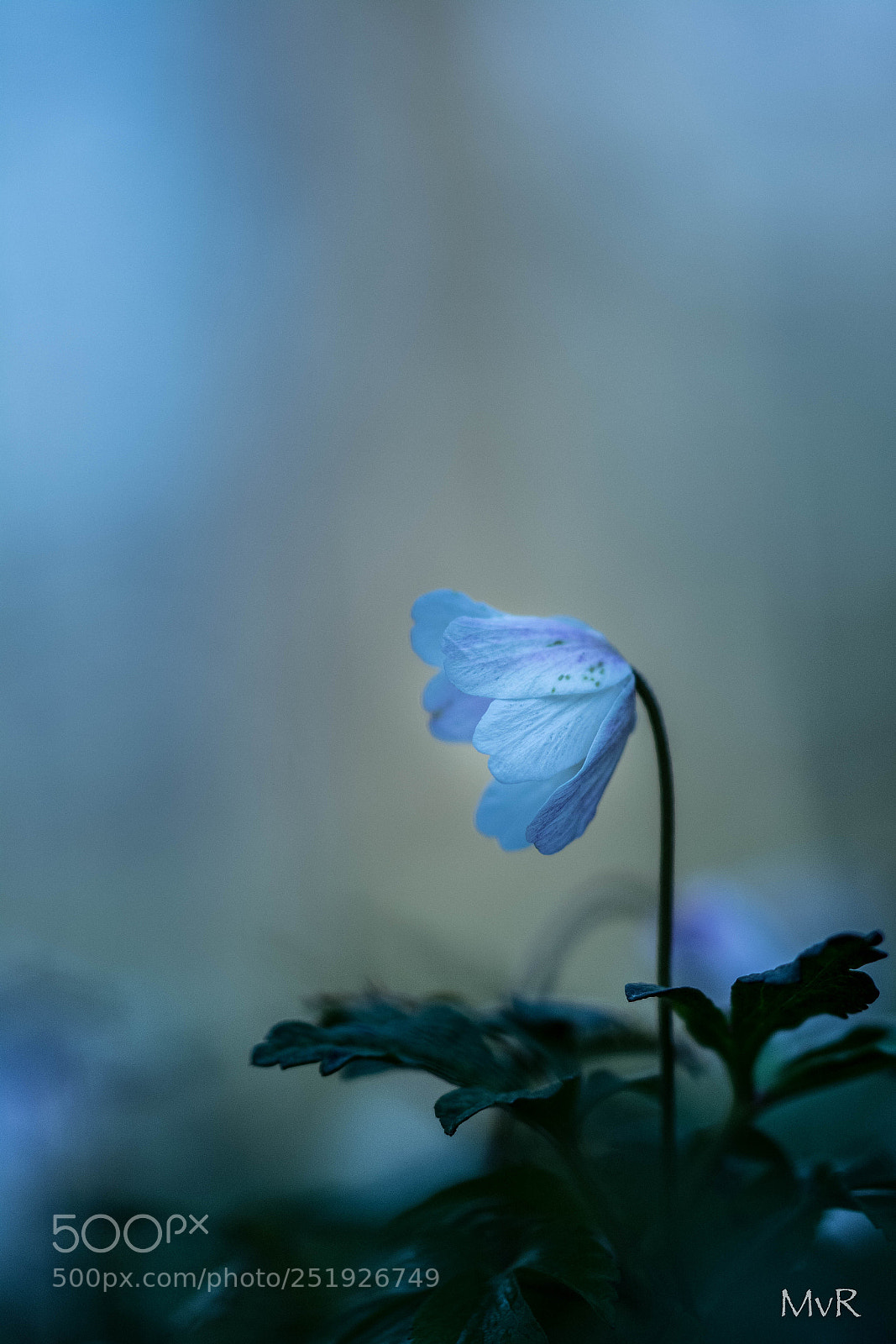 Nikon D7100 sample photo. Anemone nemorosa photography
