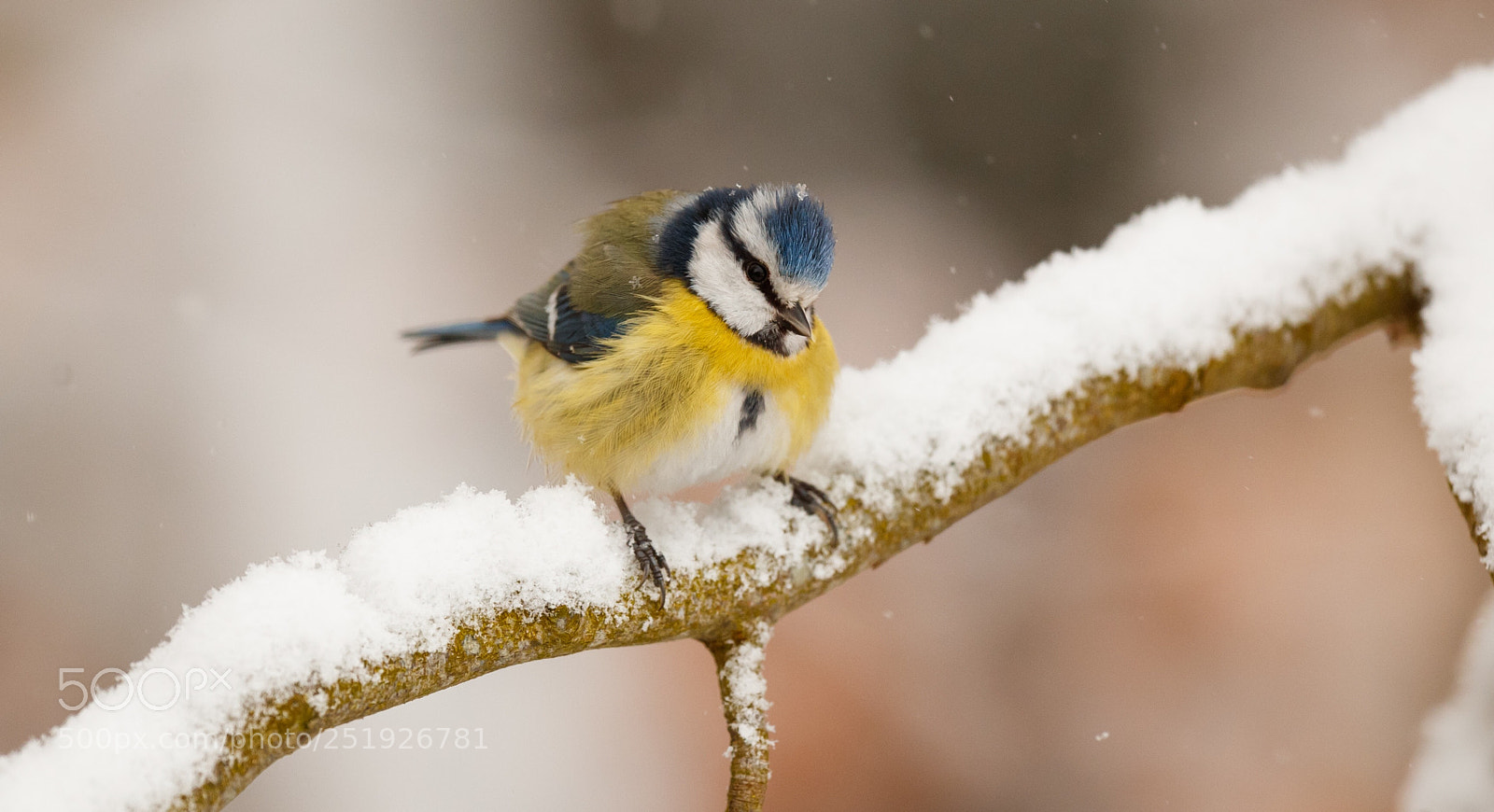 Canon EOS-1D X Mark II sample photo. Blue tit in the photography