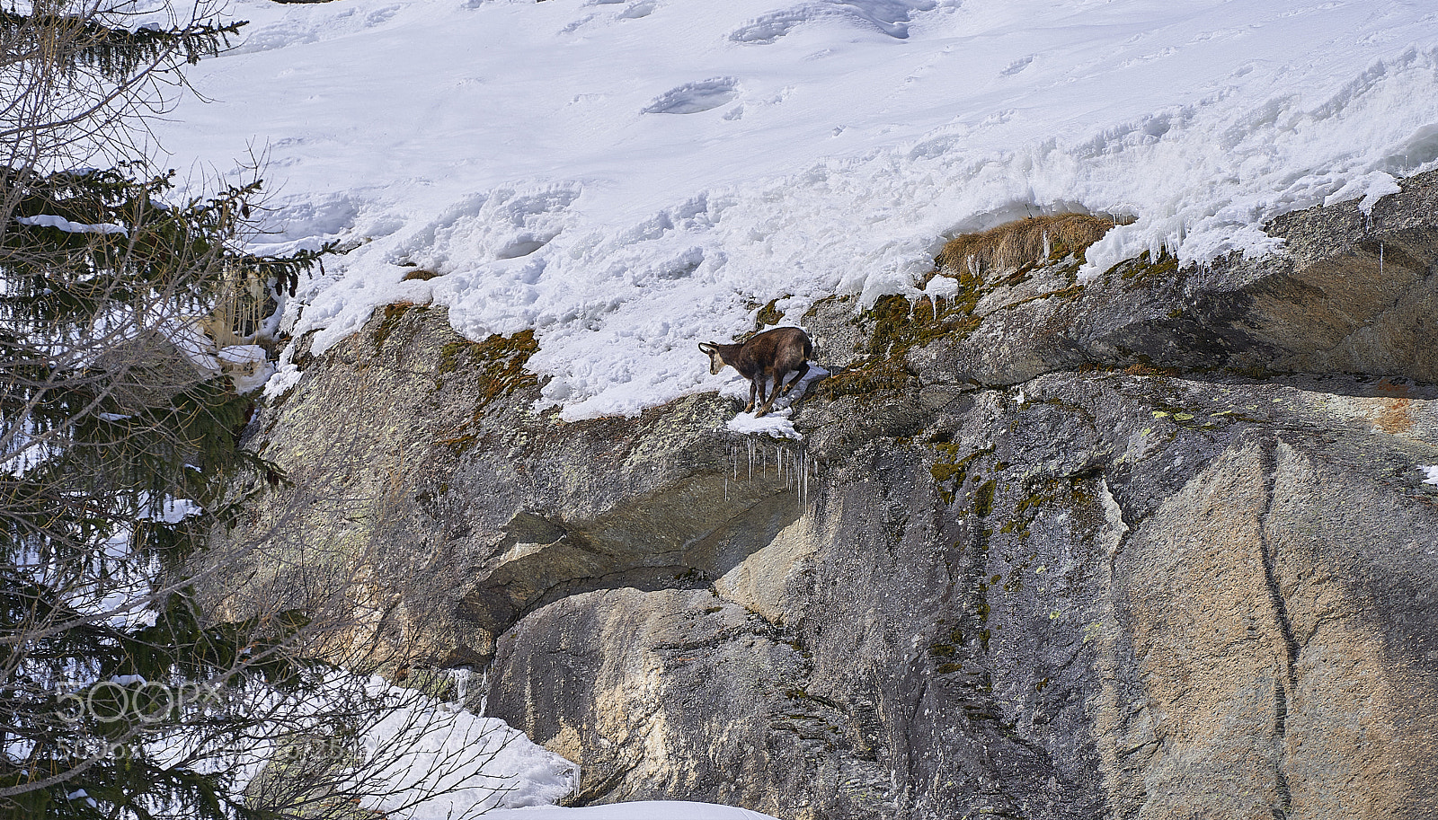 Sony a9 sample photo. Valsavarenche- aosta-italy camosci photography